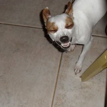 Lost dog in Daytona Beach, FL, 32118