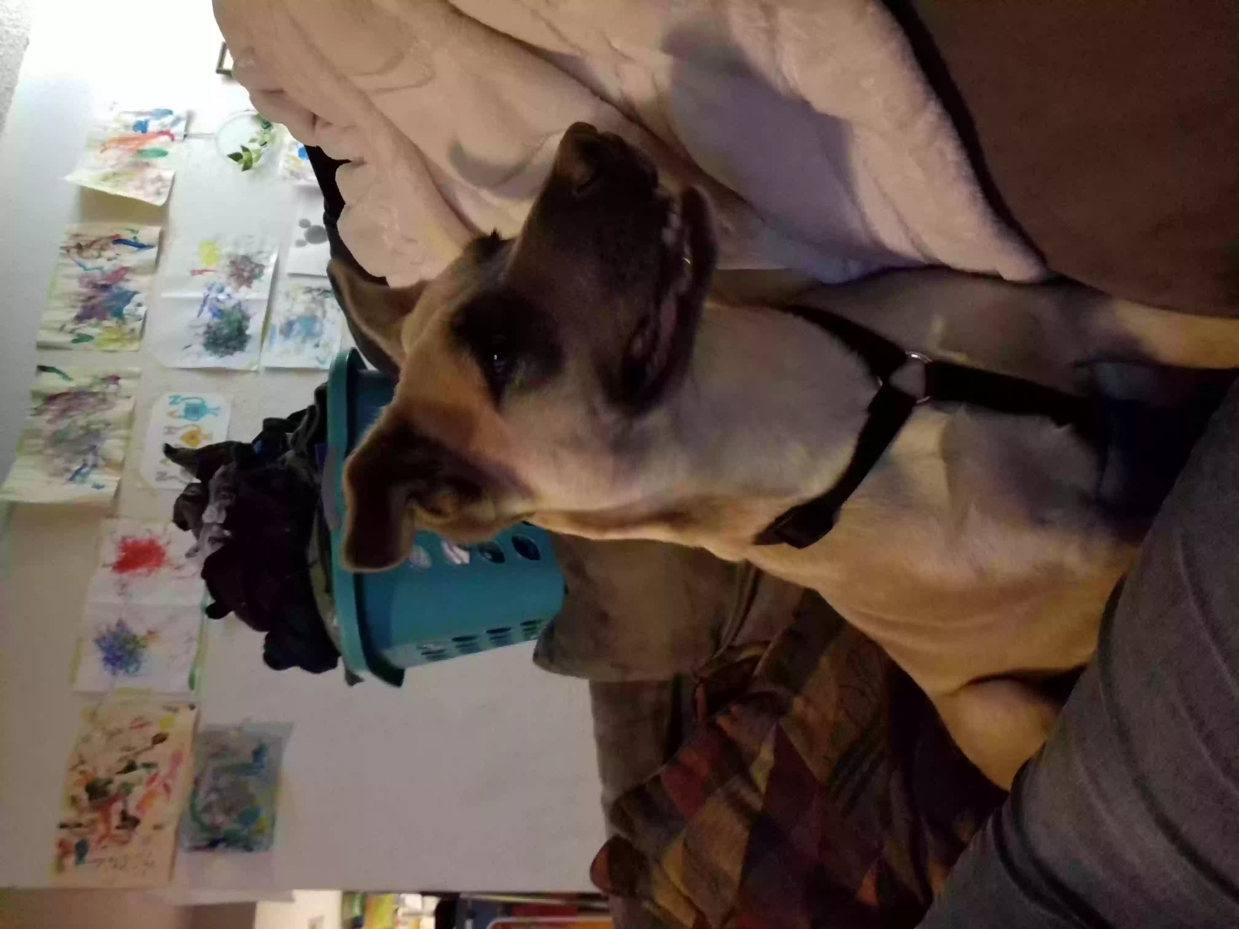 Lost dog in Fort Worth, TX, 76148