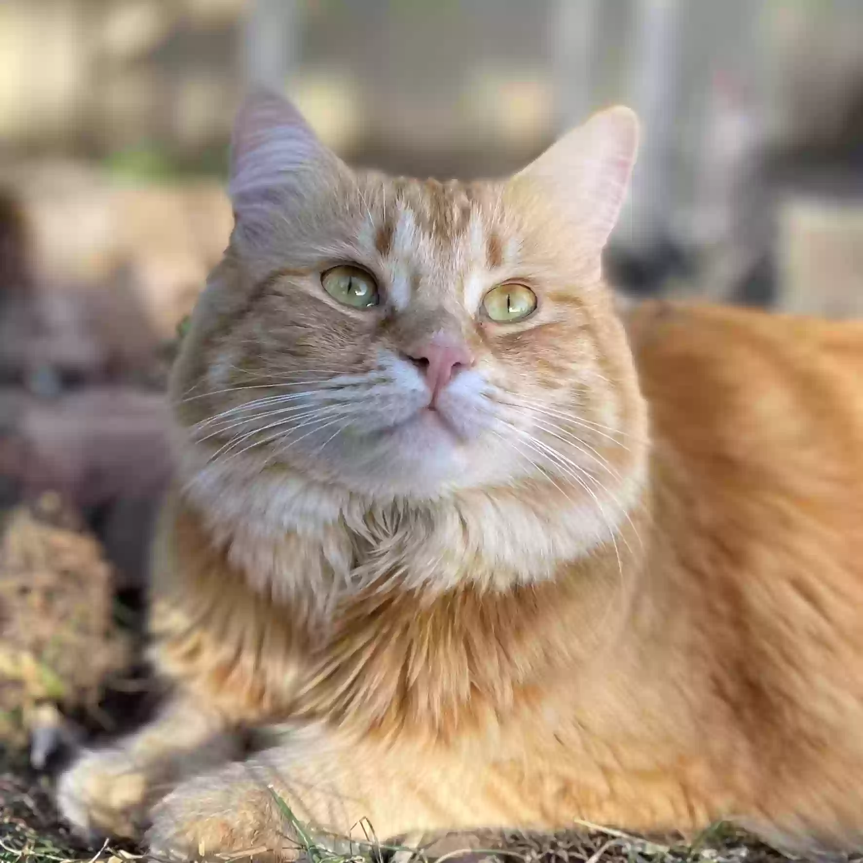 Lost cat in Post Falls, ID, 83854