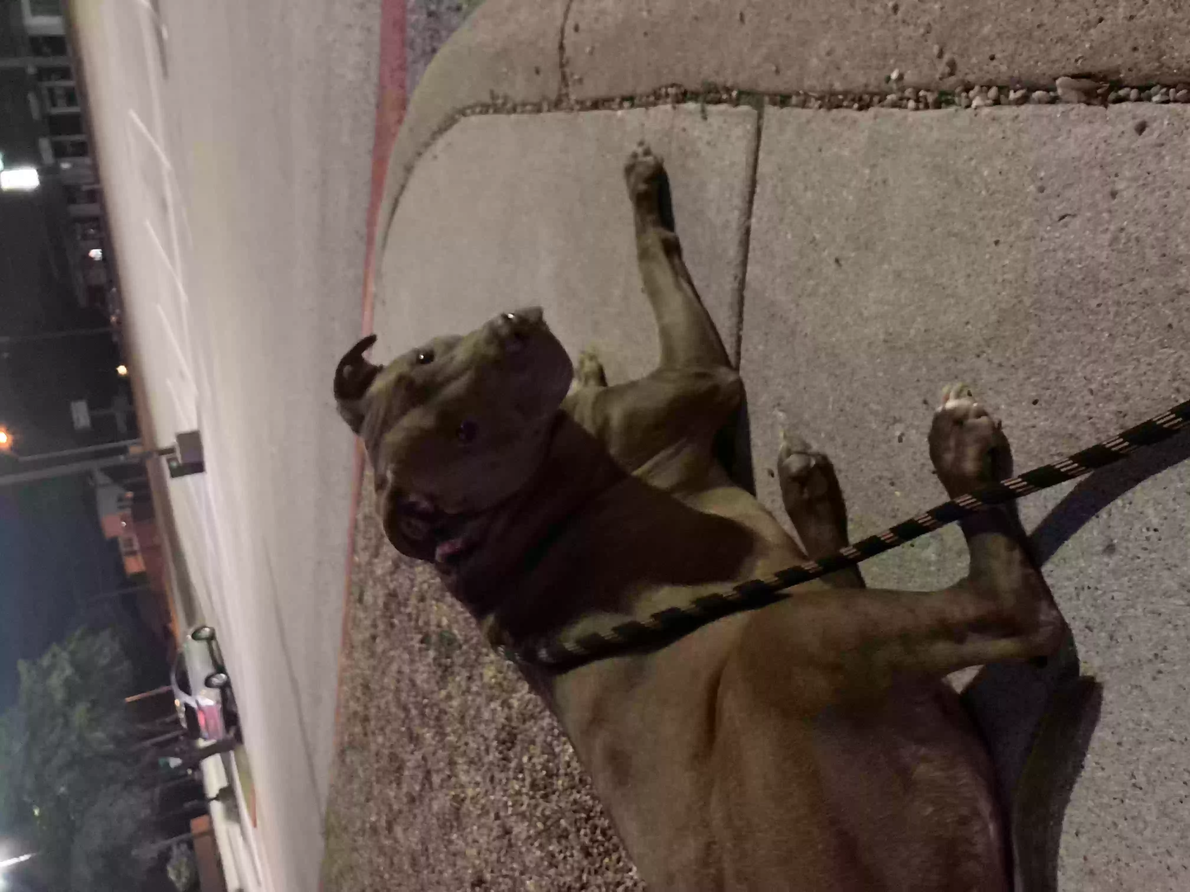Lost dog in Dallas, TX, 75215