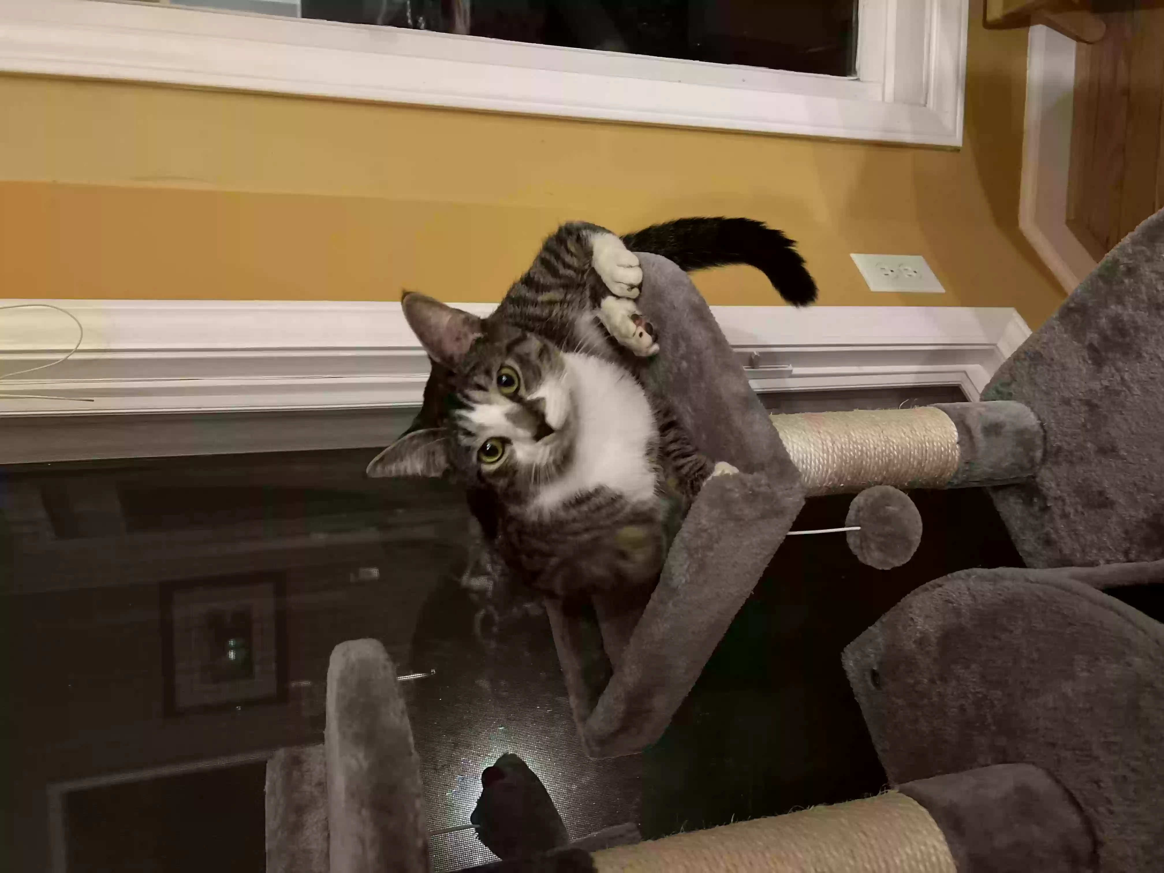 Lost cat in Clemmons, NC, 27012