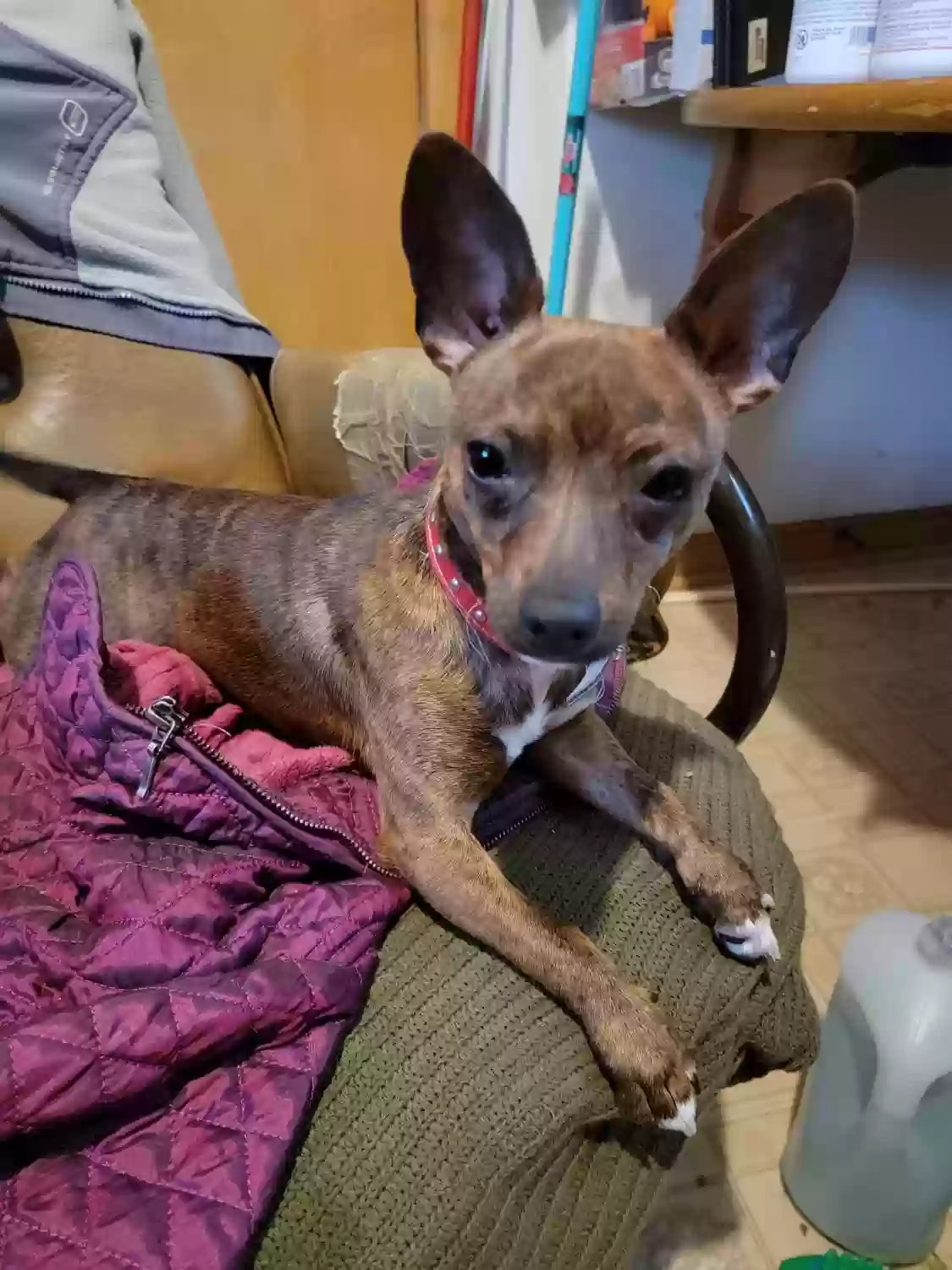 Lost dog in Cicero, IL, 60804