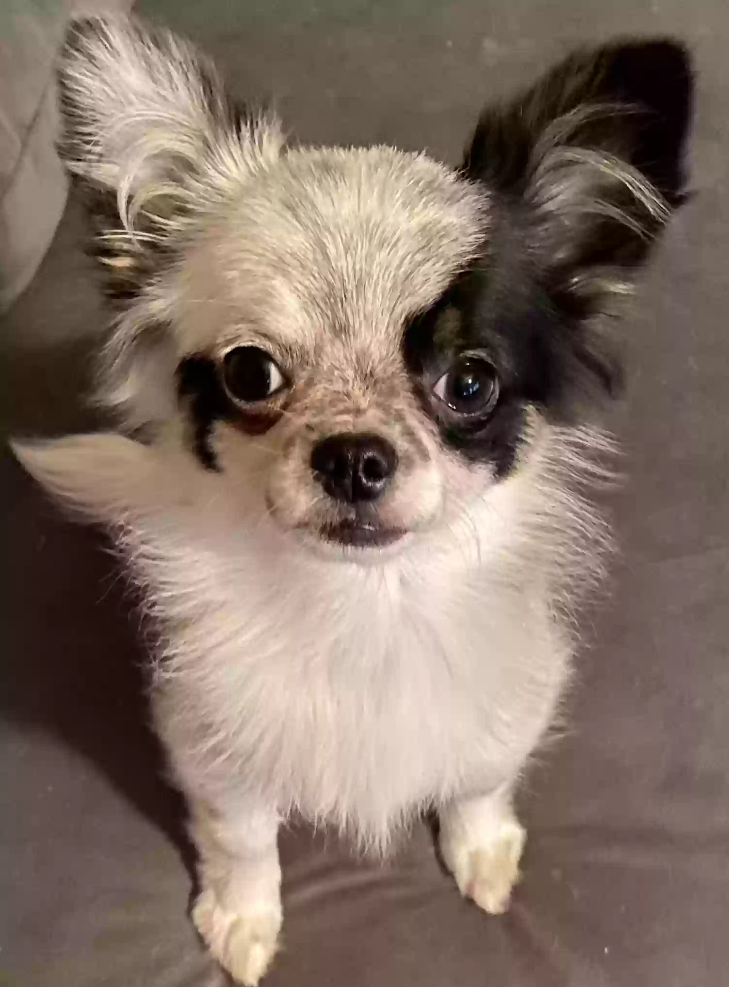 Lost dog in Cleveland, OH, 44134