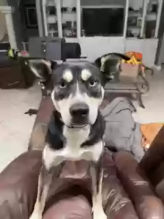 Lost dog in Edinburg, TX, 78541