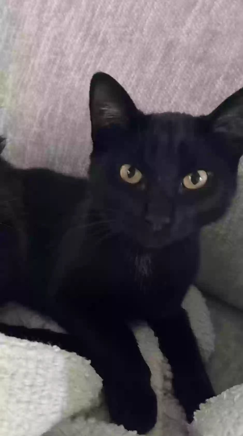 Lost cat in Pasadena, TX, 77505