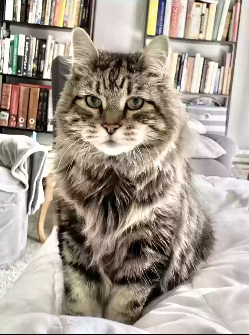 Lost cat in Columbus, OH, 43229