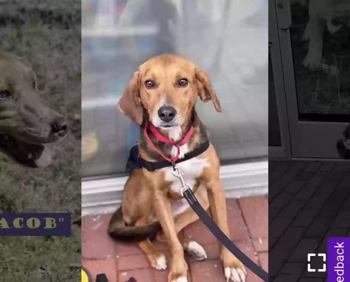 Lost dog in Henrico, VA, 23228