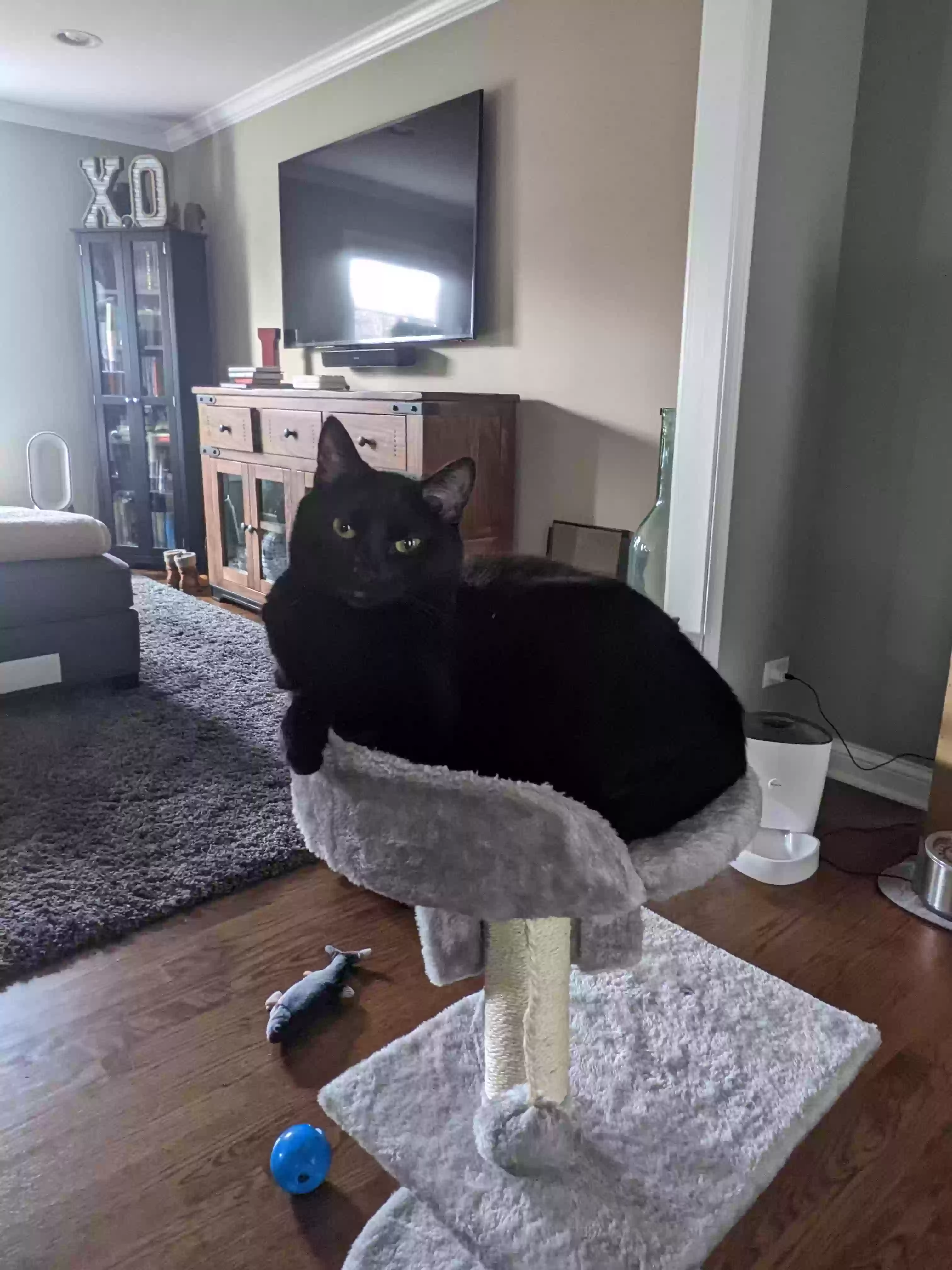 Lost cat in Naperville, IL, 60565