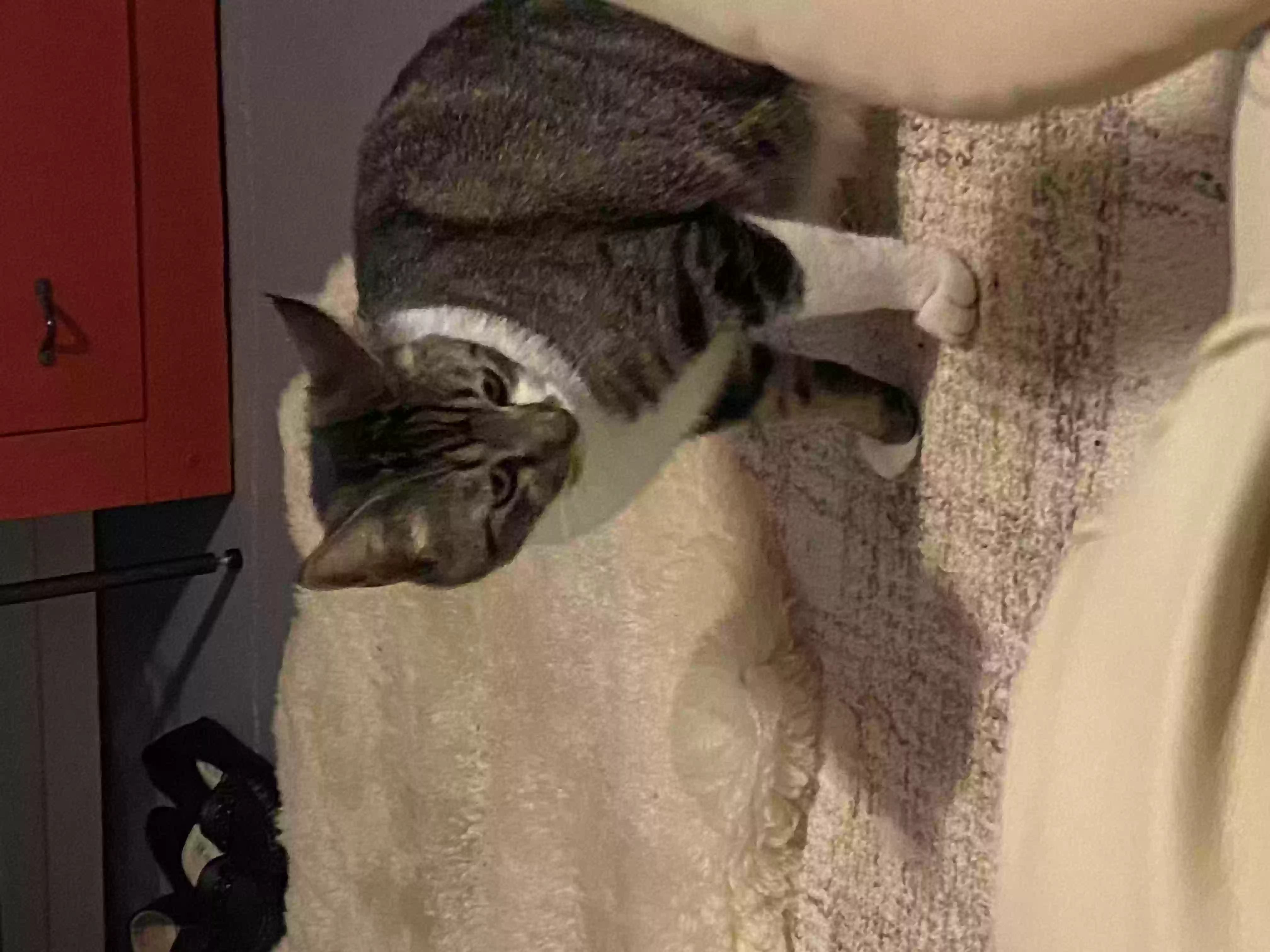 Lost cat in Whittier, CA, 90605