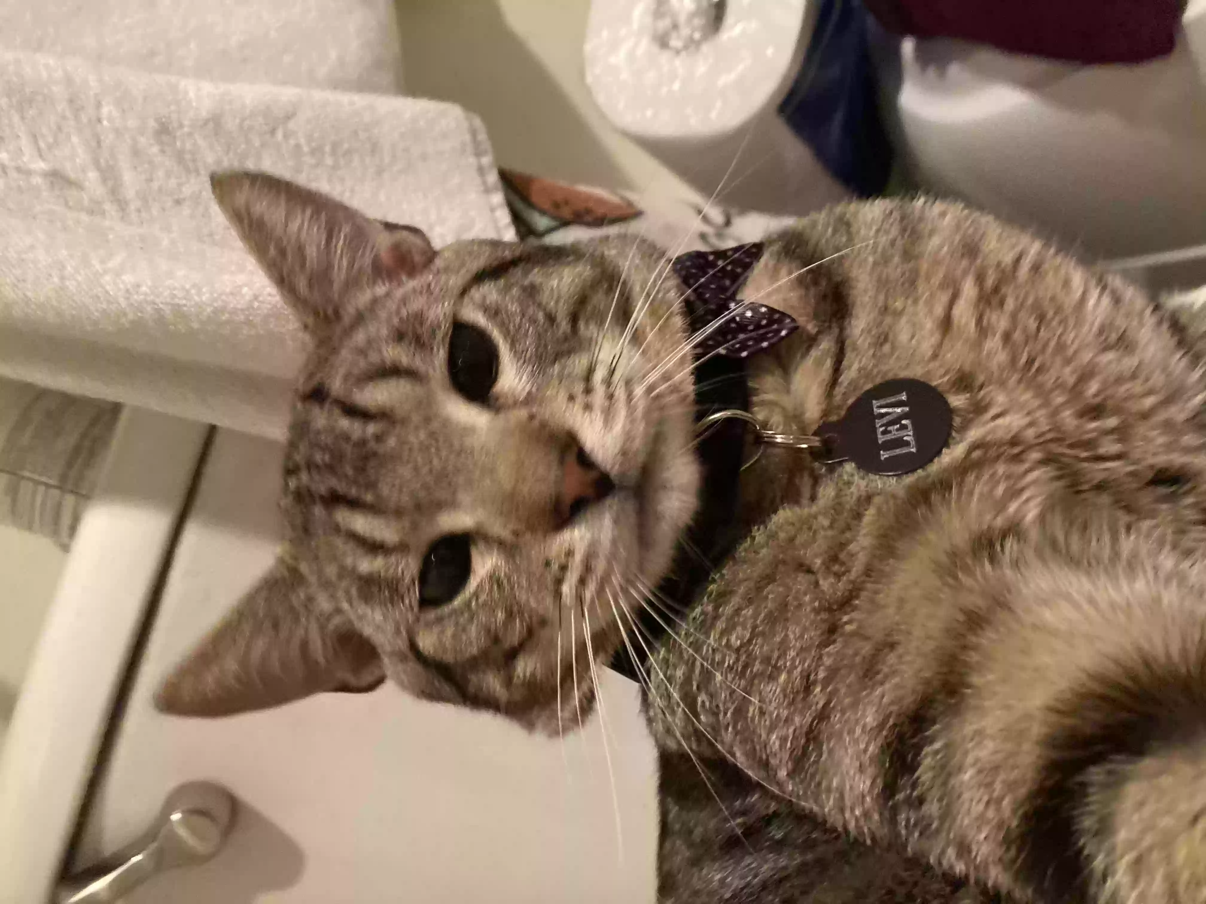 Lost cat in Long Beach, CA, 90805