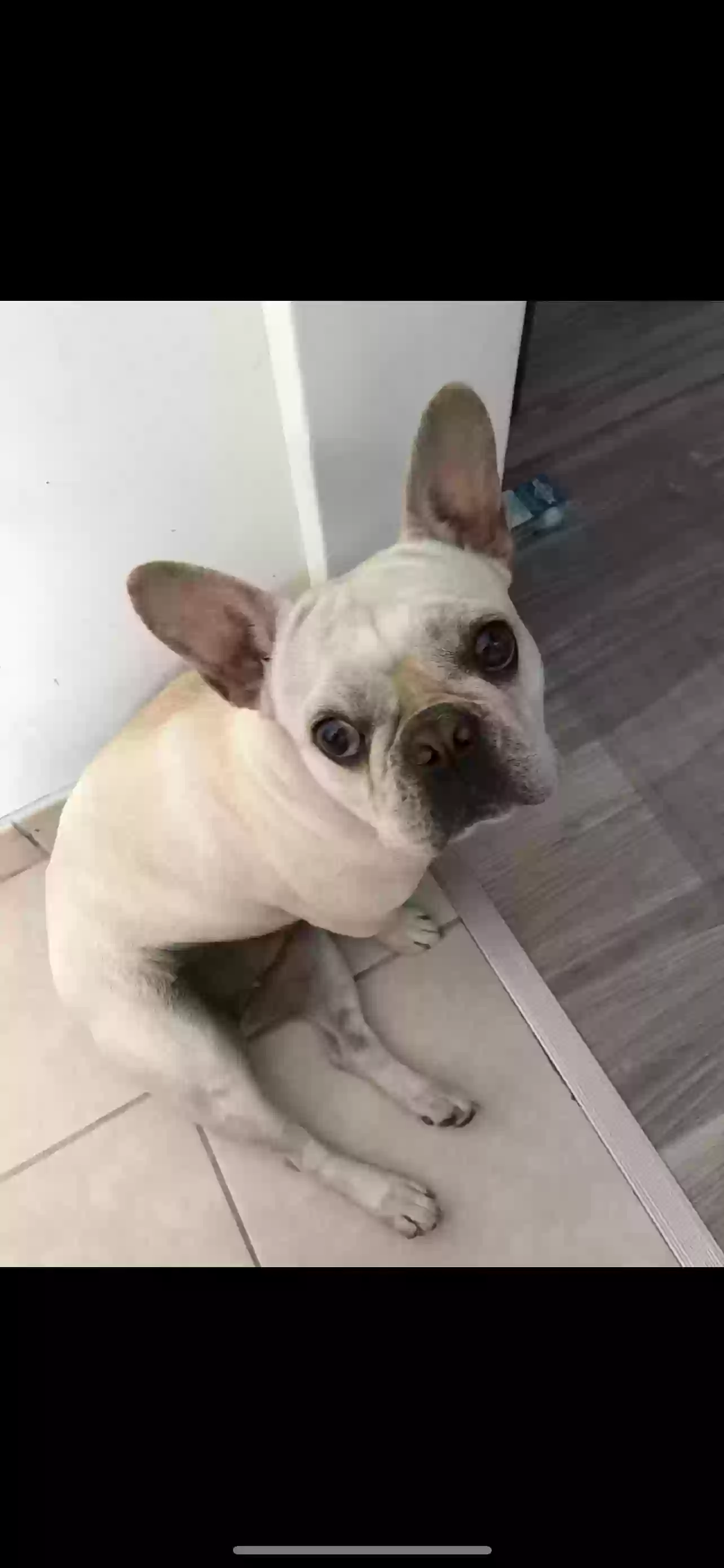 Lost dog in San Mateo, CA, 94401