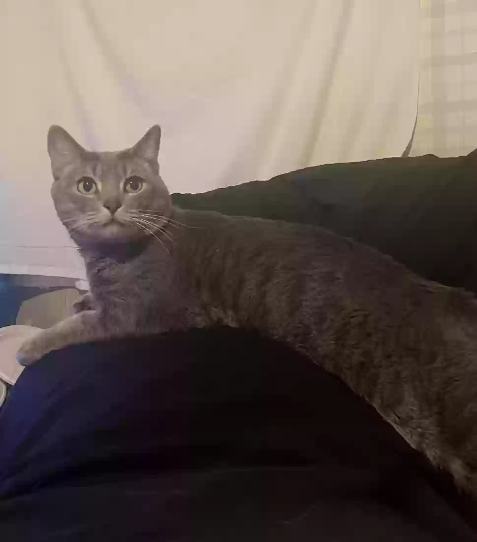 Lost cat in Payson, UT, 84651
