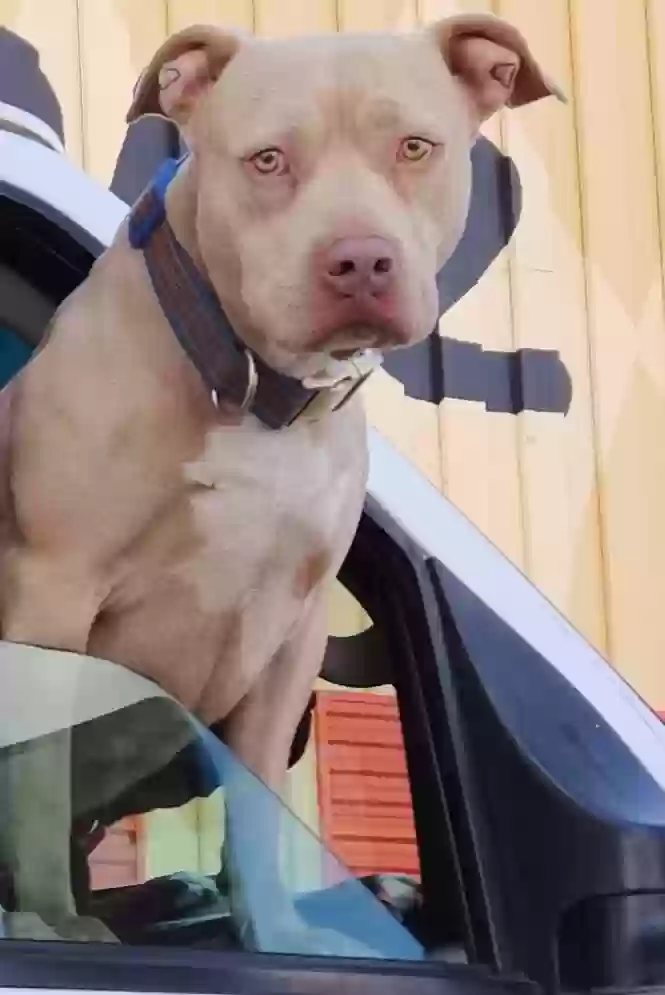 Lost dog in Oklahoma City, OK, 73115