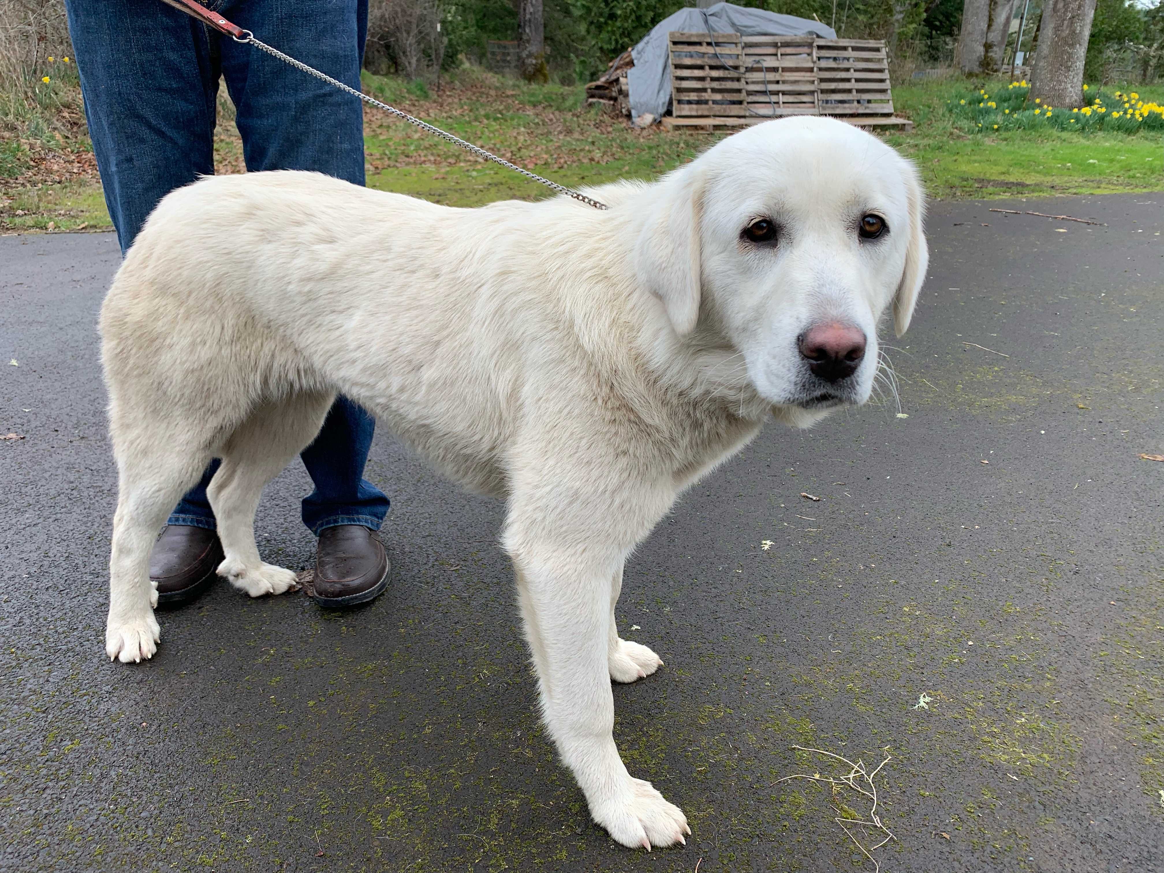 Lost dog in Corbett, OR, 97019