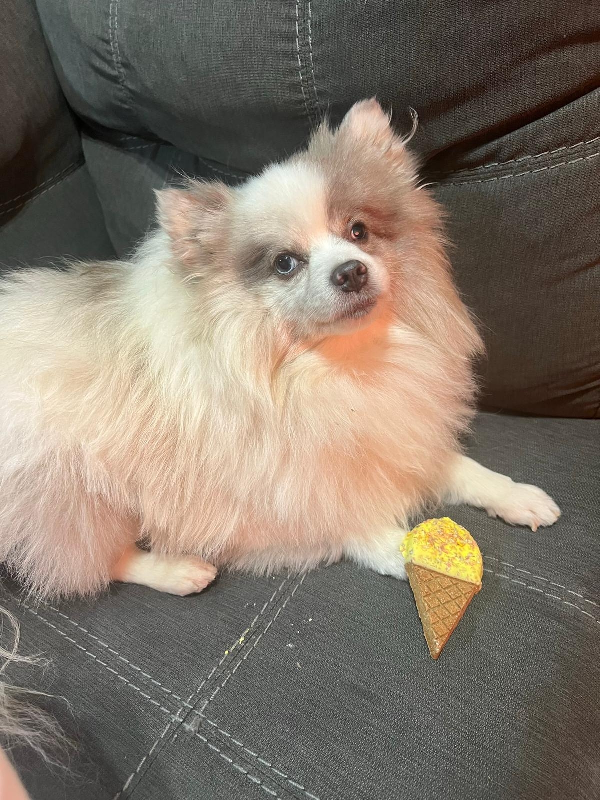 Lost dog in Harker Heights, TX, 76548