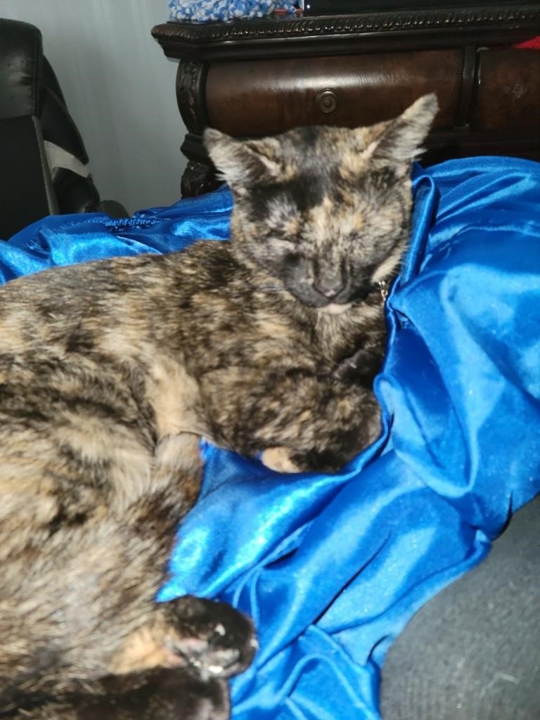 Lost cat in Las Vegas, NV, 89121