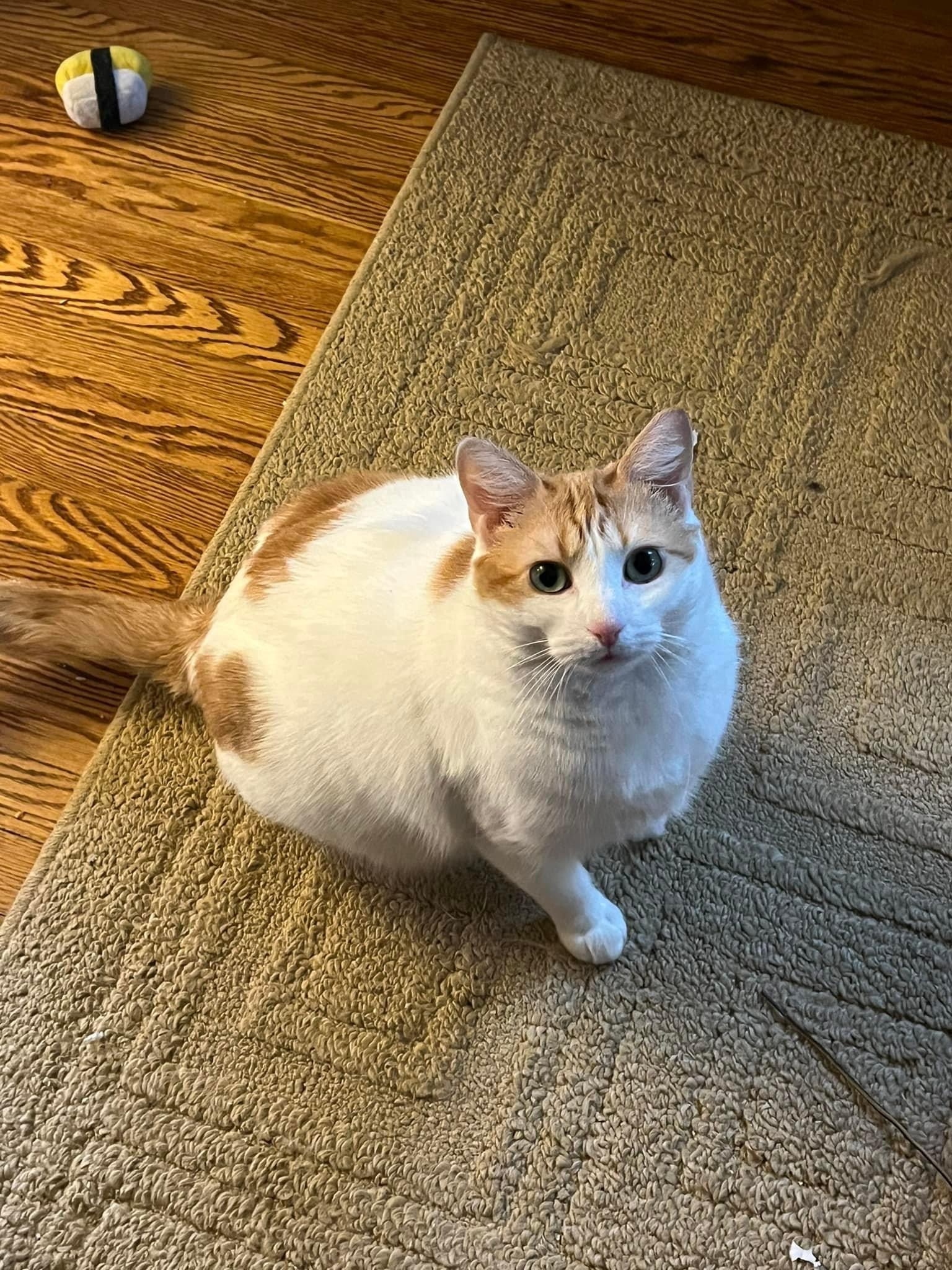 Lost cat in Pottstown, PA, 19464