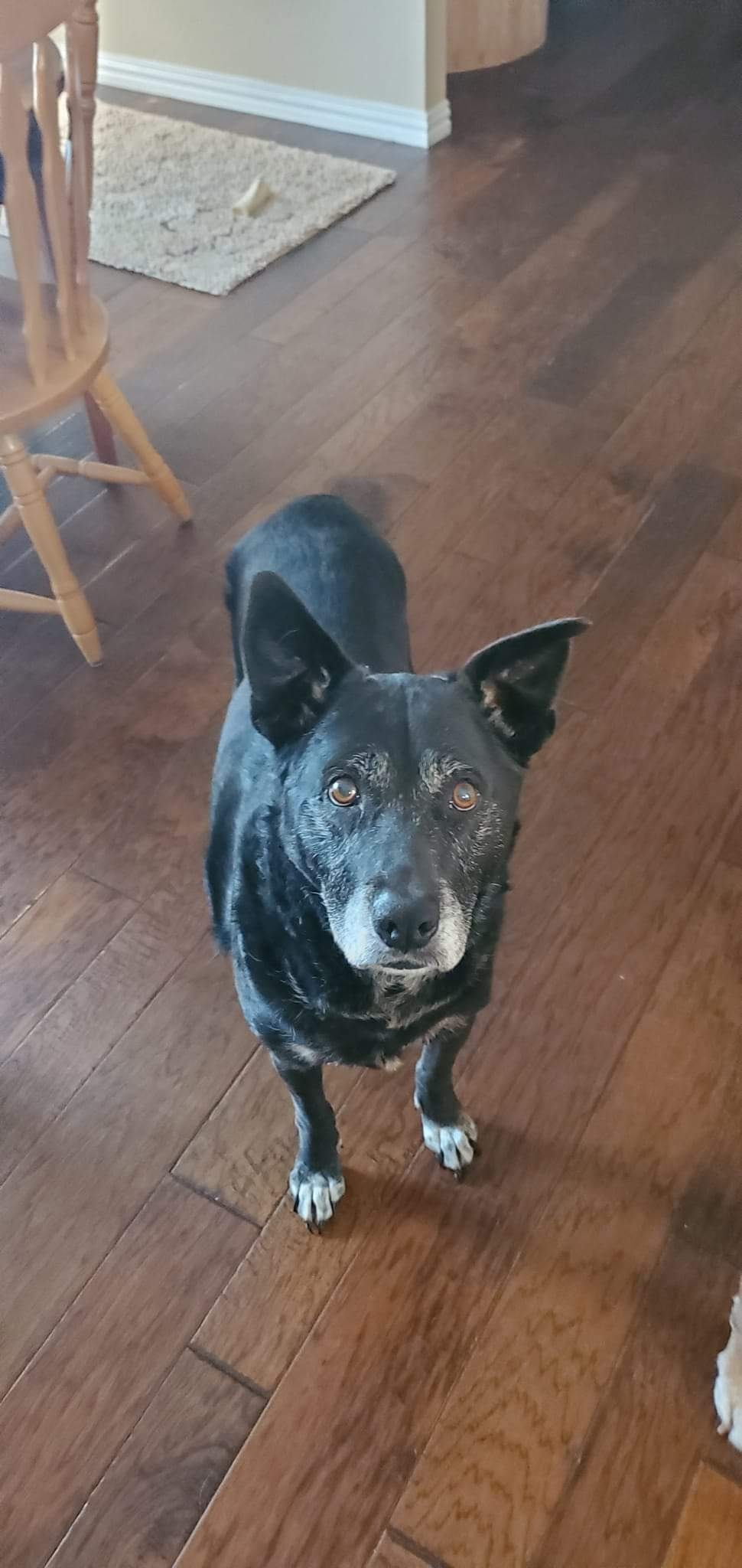 Found dog in Fort Worth, TX, 76137