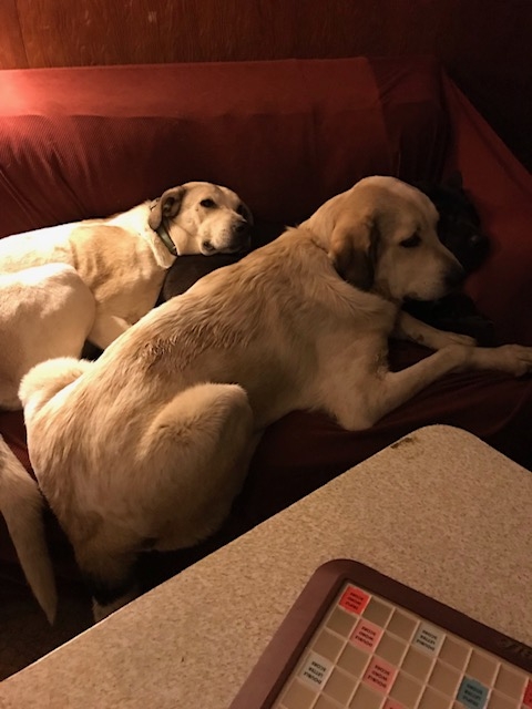 Lost dog in Broken Arrow, OK, 74014