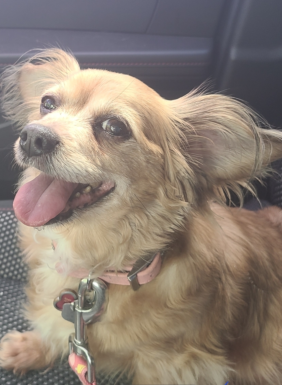 Lost dog in Fort Worth, TX, 76116