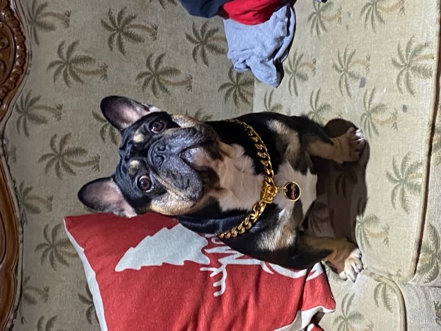 Lost dog in Long Beach, CA, 90813