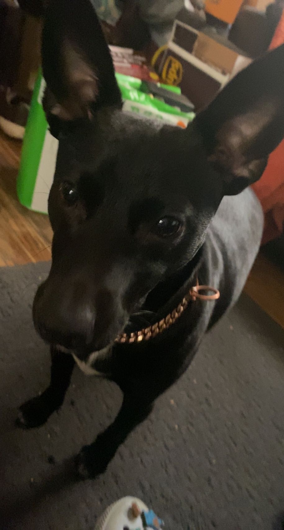 Lost dog in Milwaukee, WI, 53210