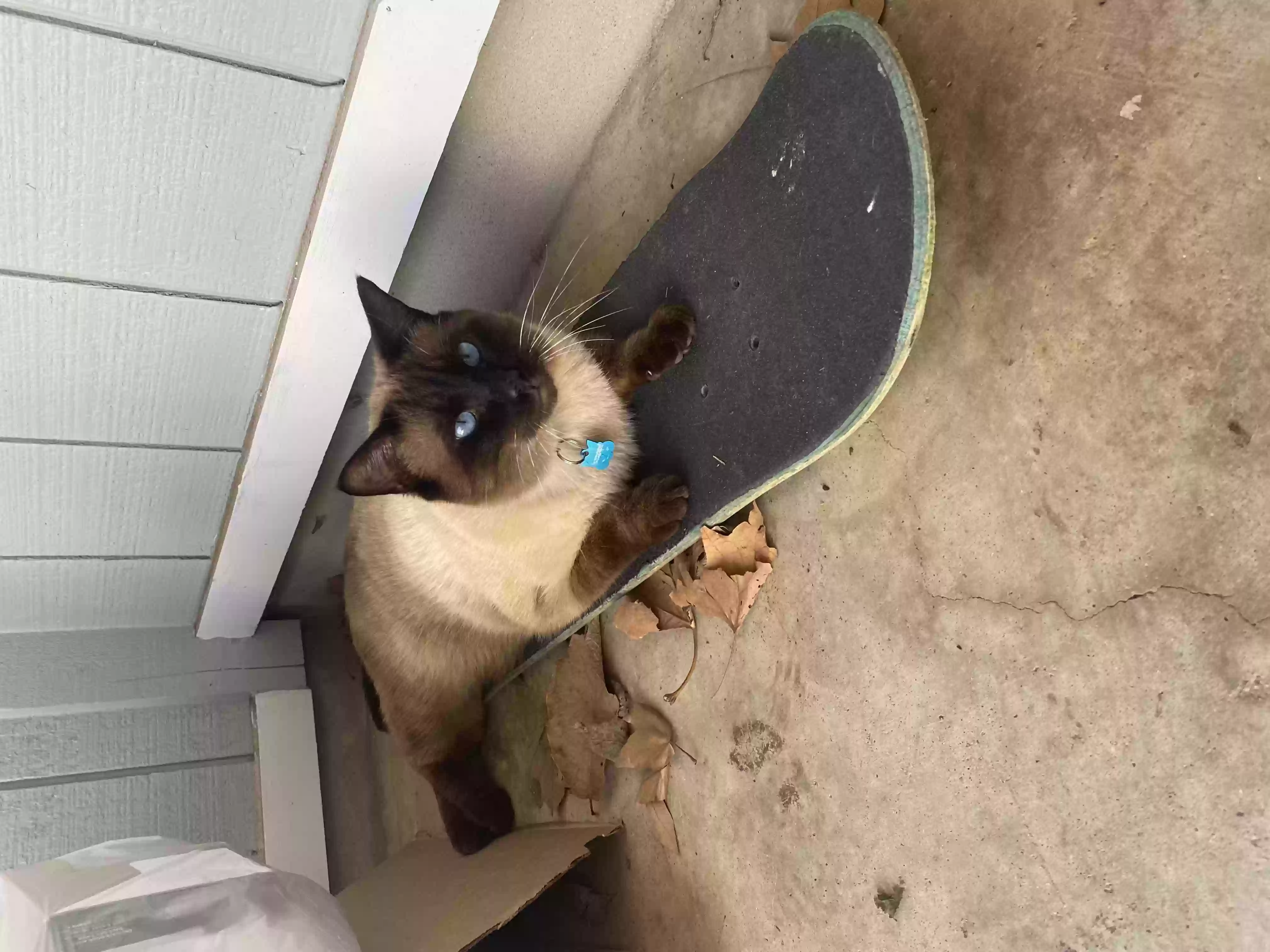 Lost cat in Austin, TX, 78759