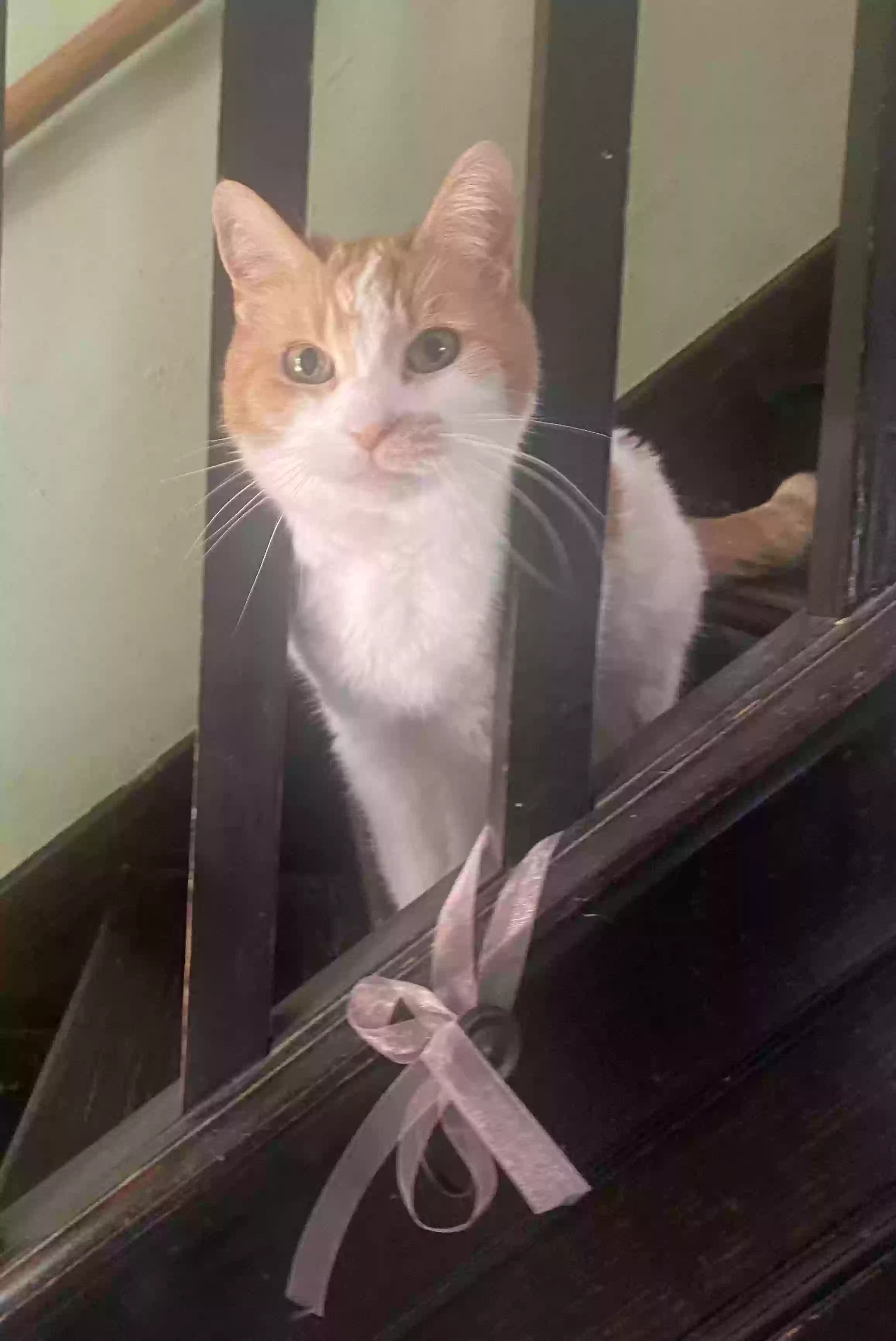 Lost cat in Oakmont, PA, 15139