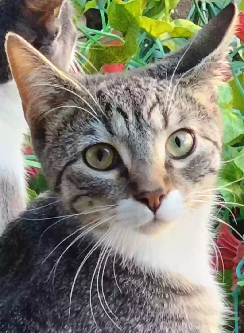 Lost cat in Alexandria, VA, 22314