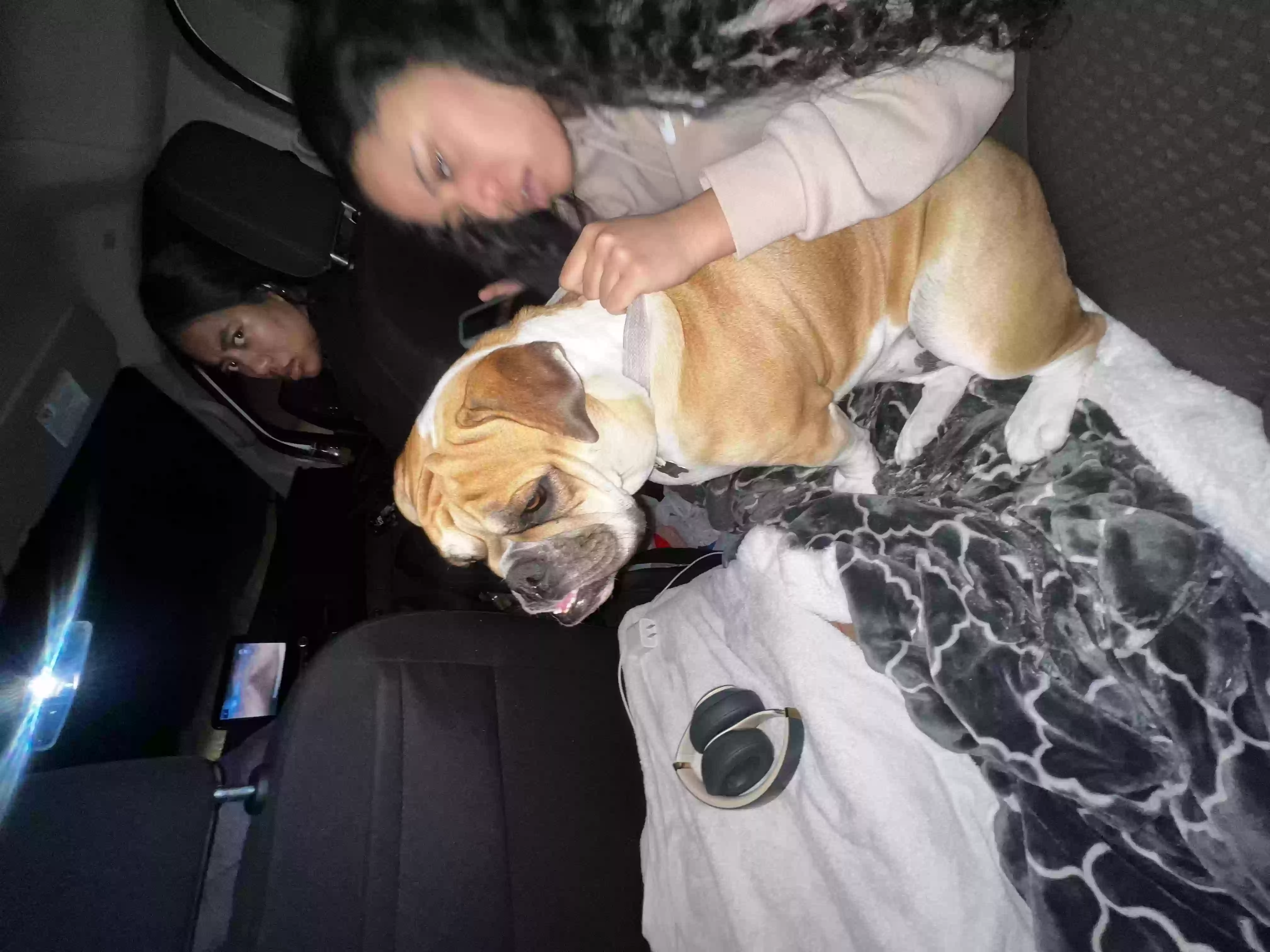 Lost dog in Orem, UT, 84097