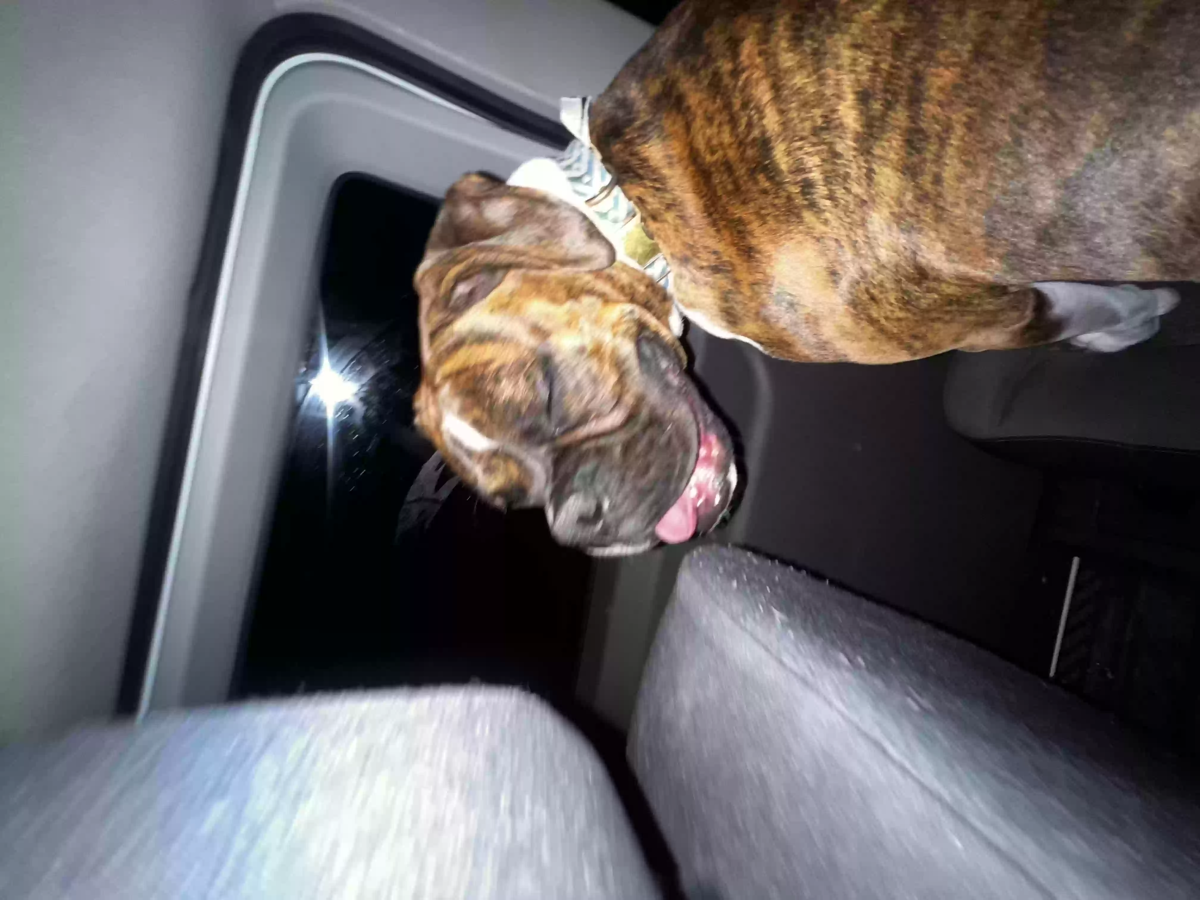 Lost dog in Orem, UT, 84097
