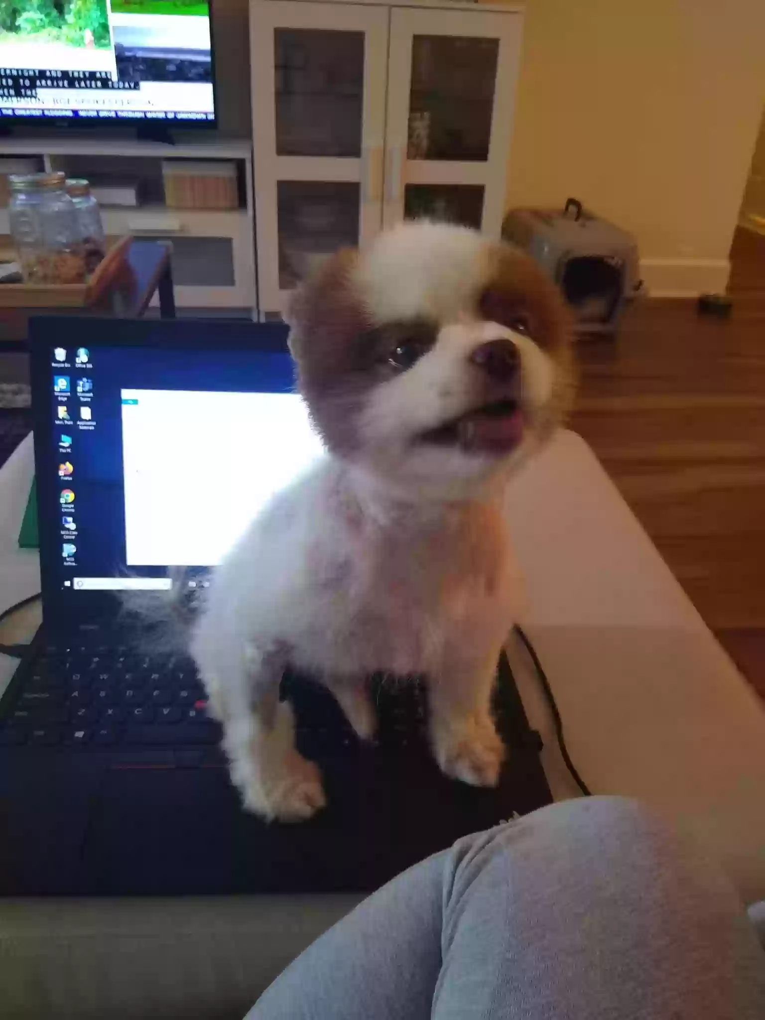Lost dog in Durham, NC, 27703