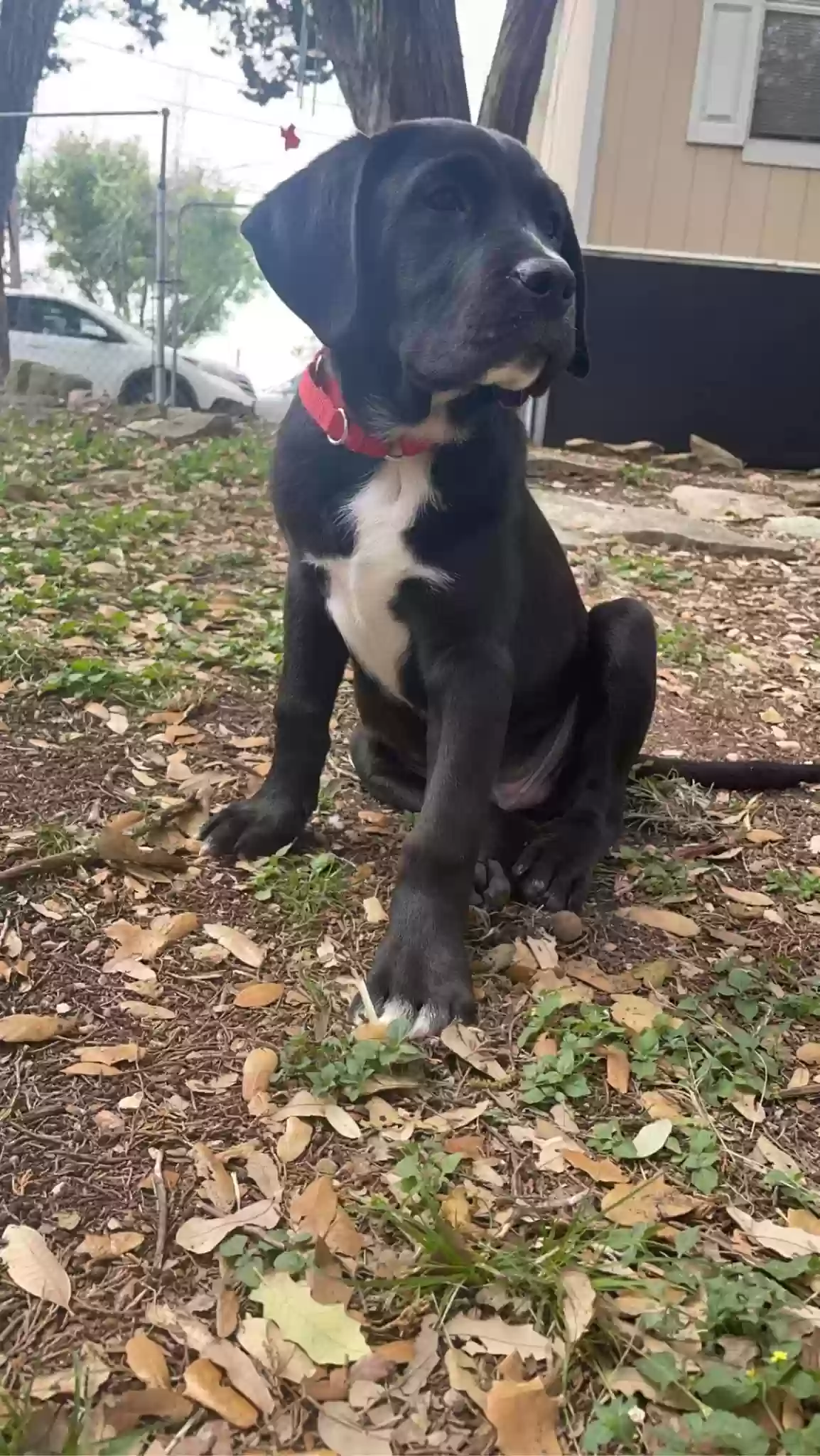 Lost dog in Canyon Lake, TX, 78133