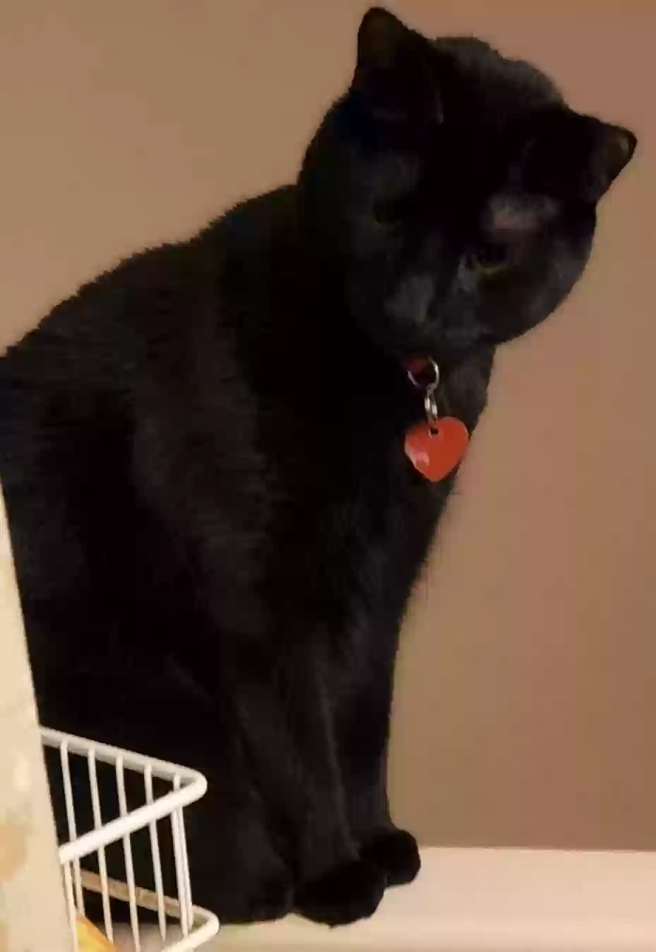 Lost cat in Falls Church, VA, 22041