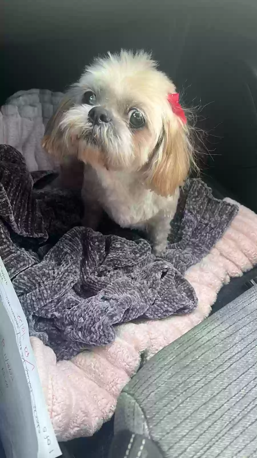 Lost dog in Hidalgo, TX, 78557