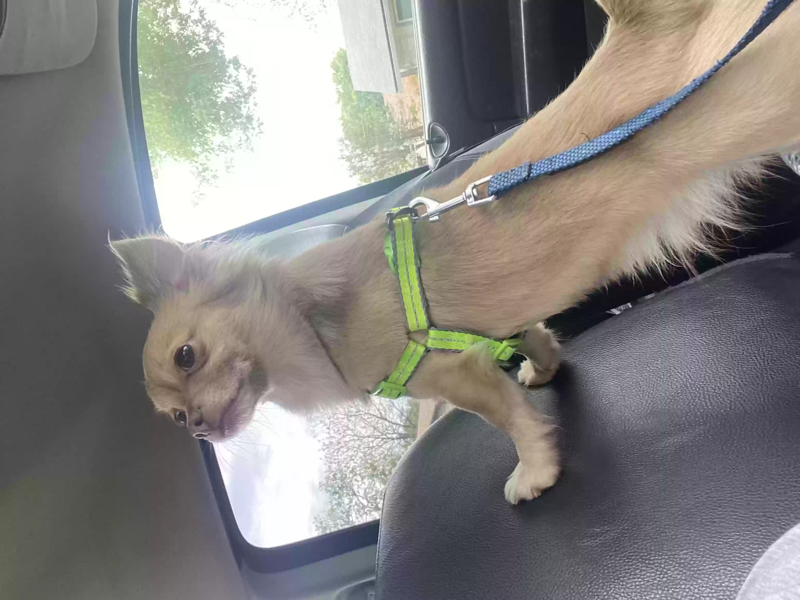 Lost dog in Kyle, TX, 78640