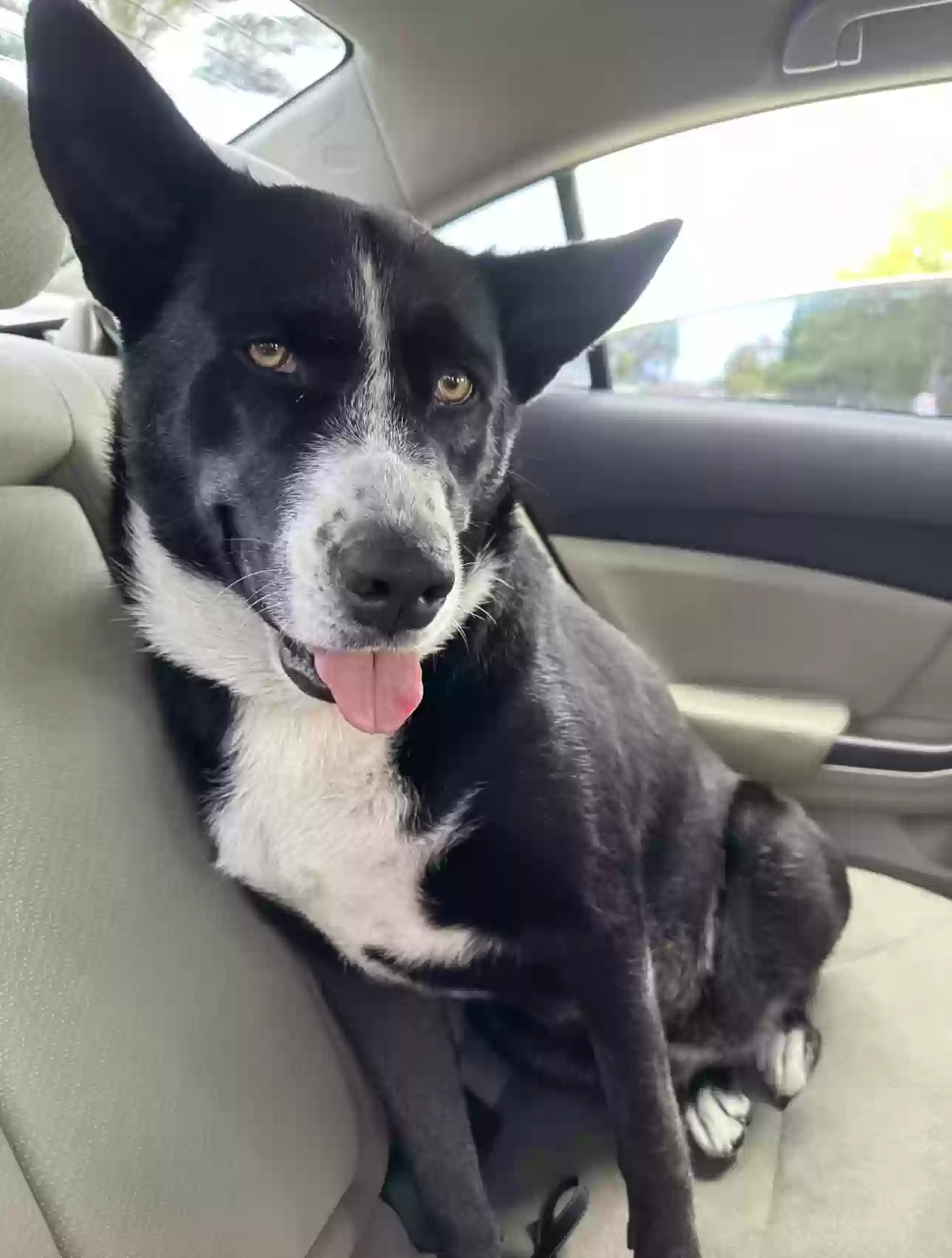 Lost dog in Miami, FL, 33169