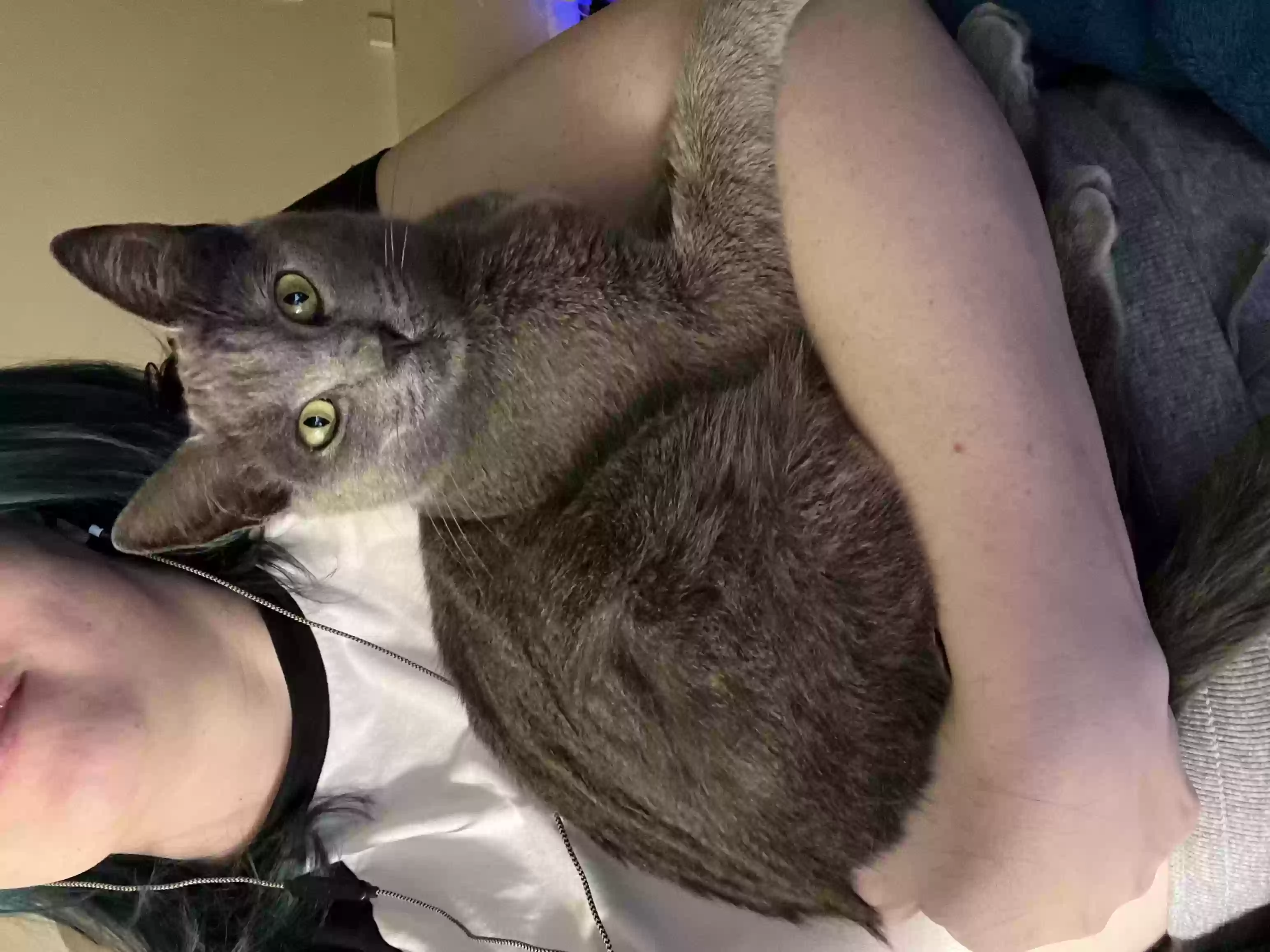 Lost cat in Richmond, CA, 94804