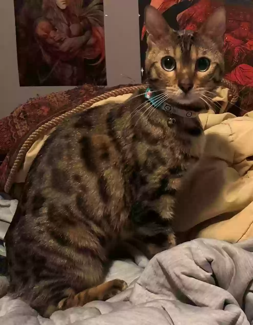 Lost cat in West Jordan, UT, 84088