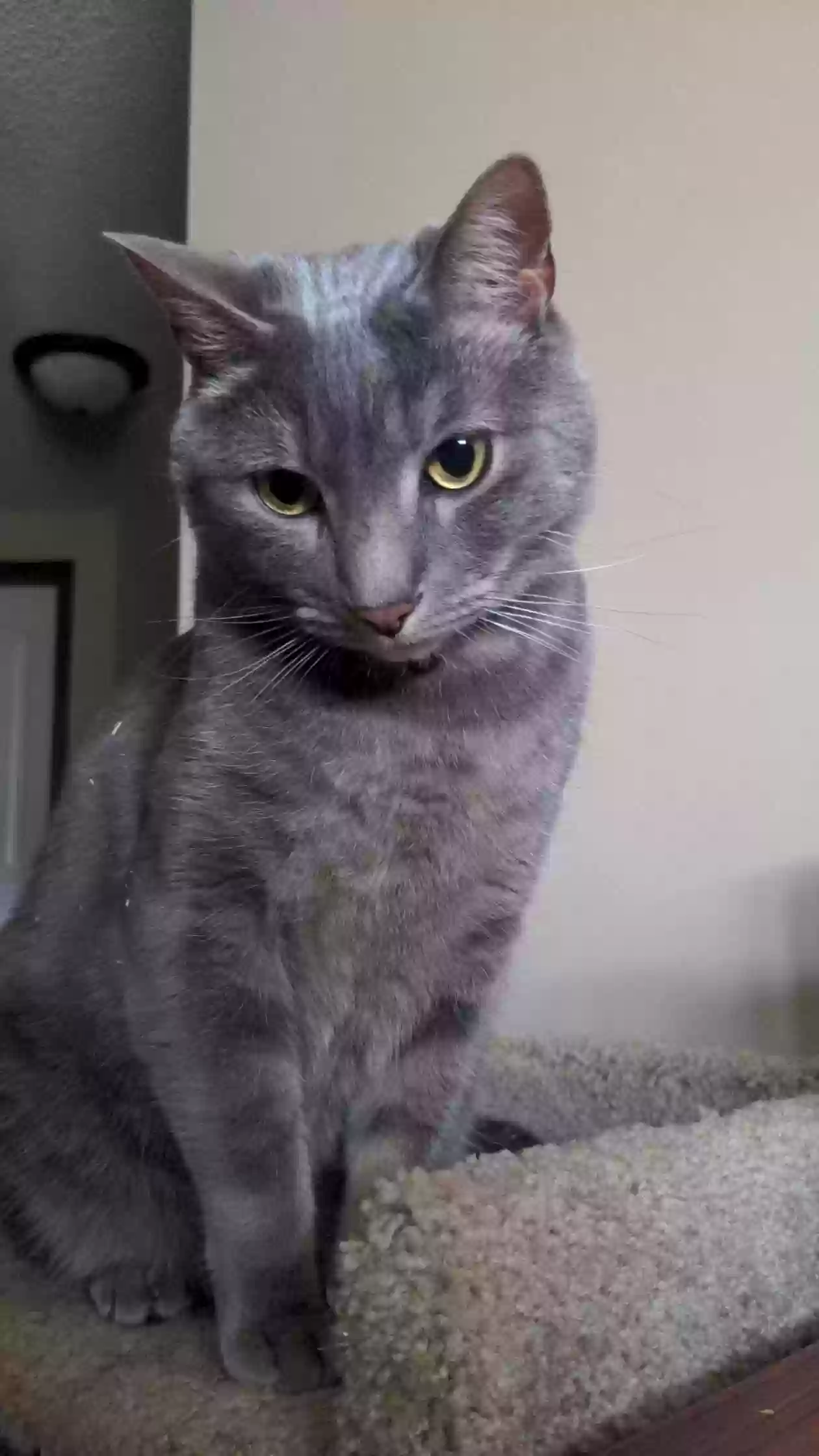 Lost cat in Wichita, KS, 67226