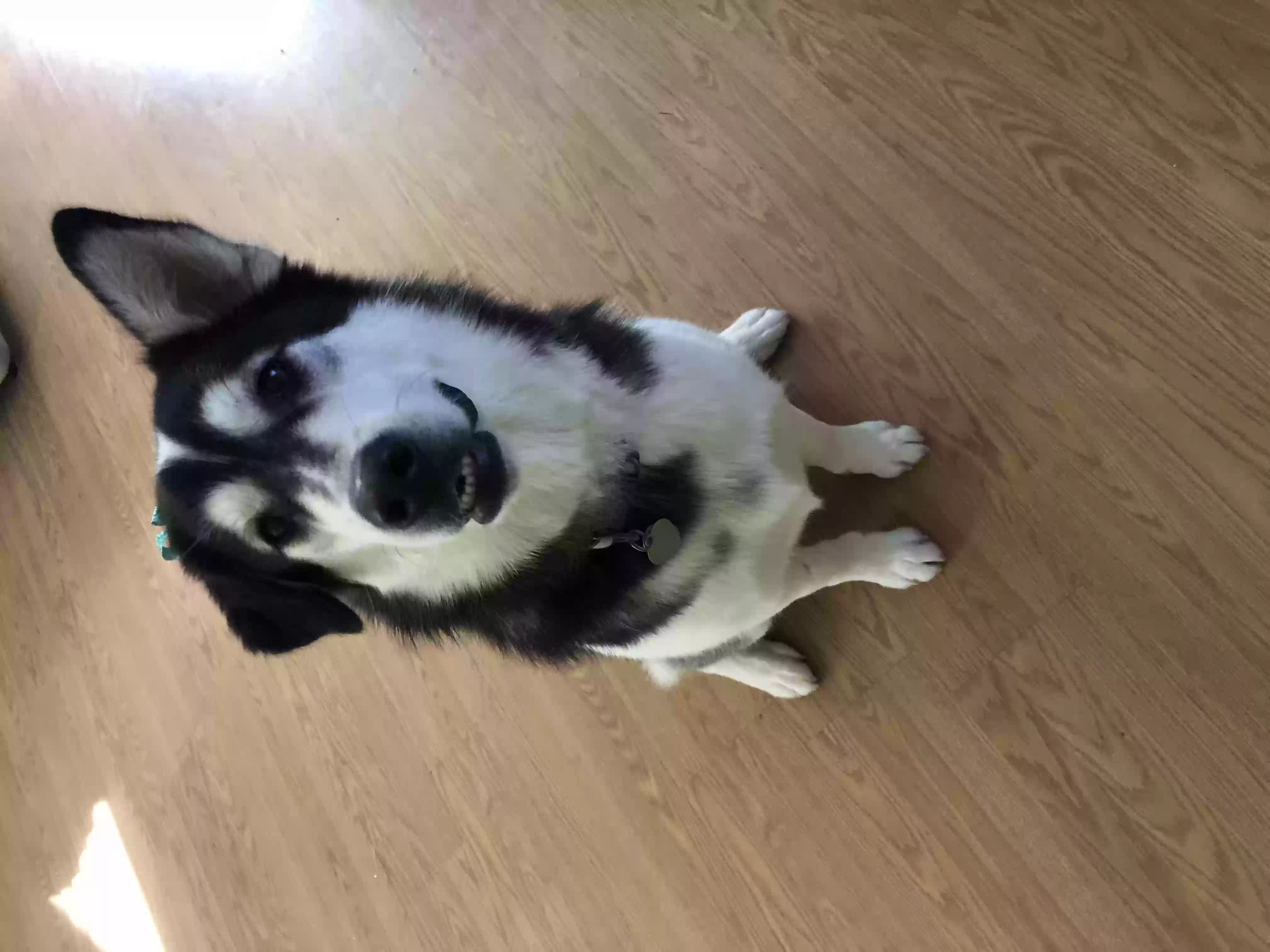 Lost dog in Phoenix, AZ, 85041
