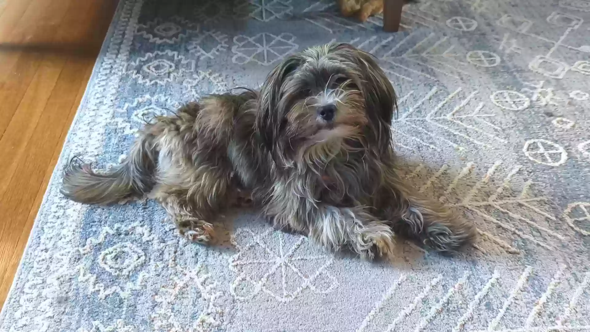 Lost dog in West Hartford, CT, 6119