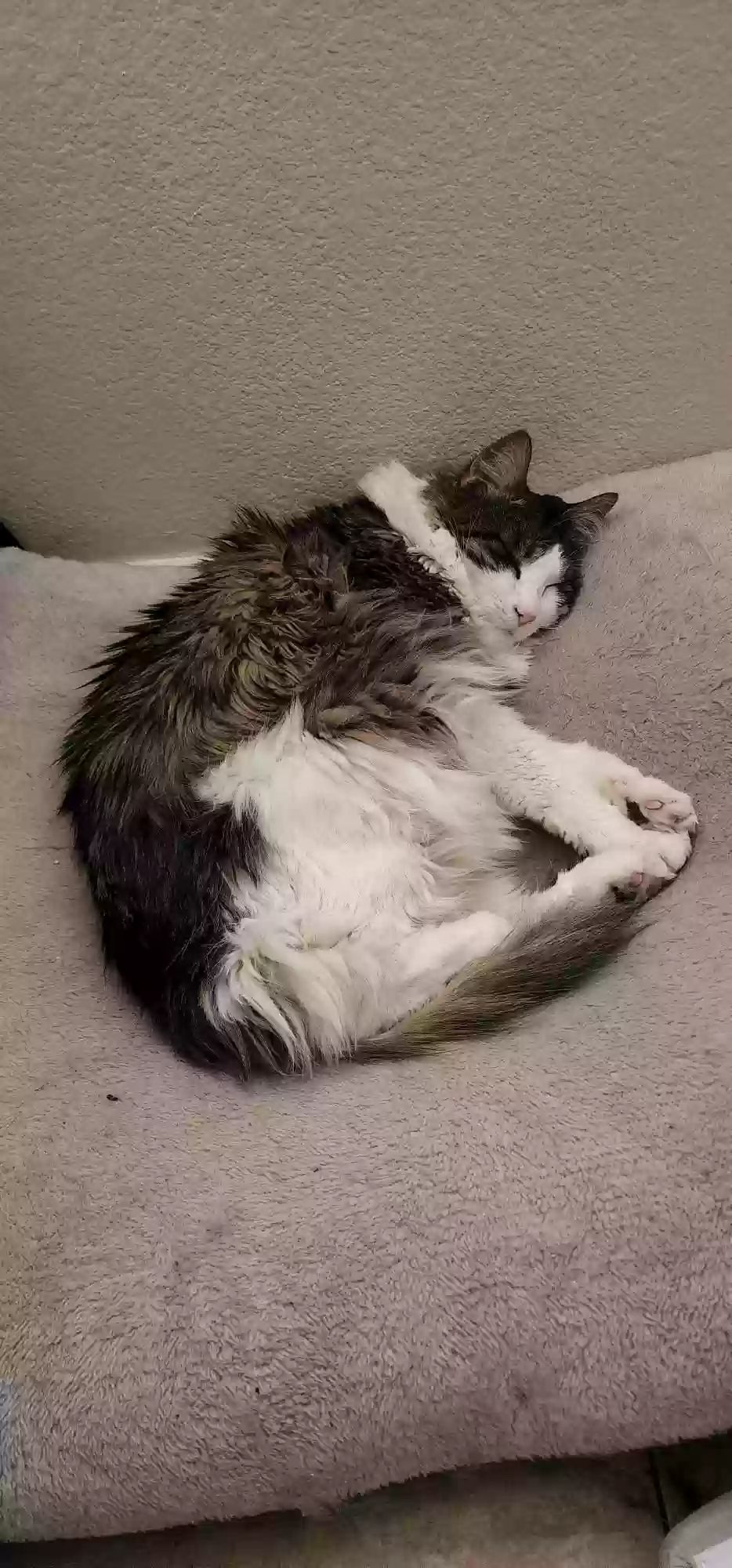 Lost cat in Las Vegas, NV, 89149