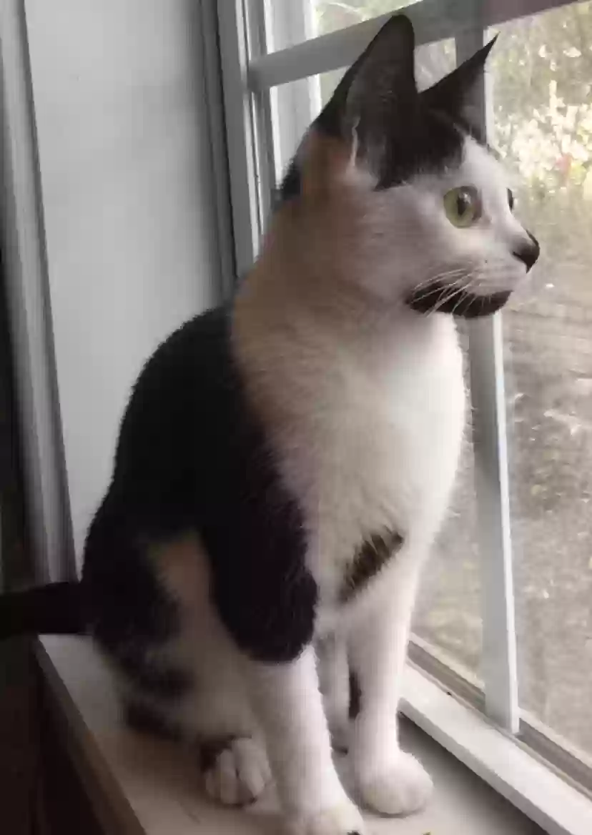 Lost cat in Gallatin, TN, 37066