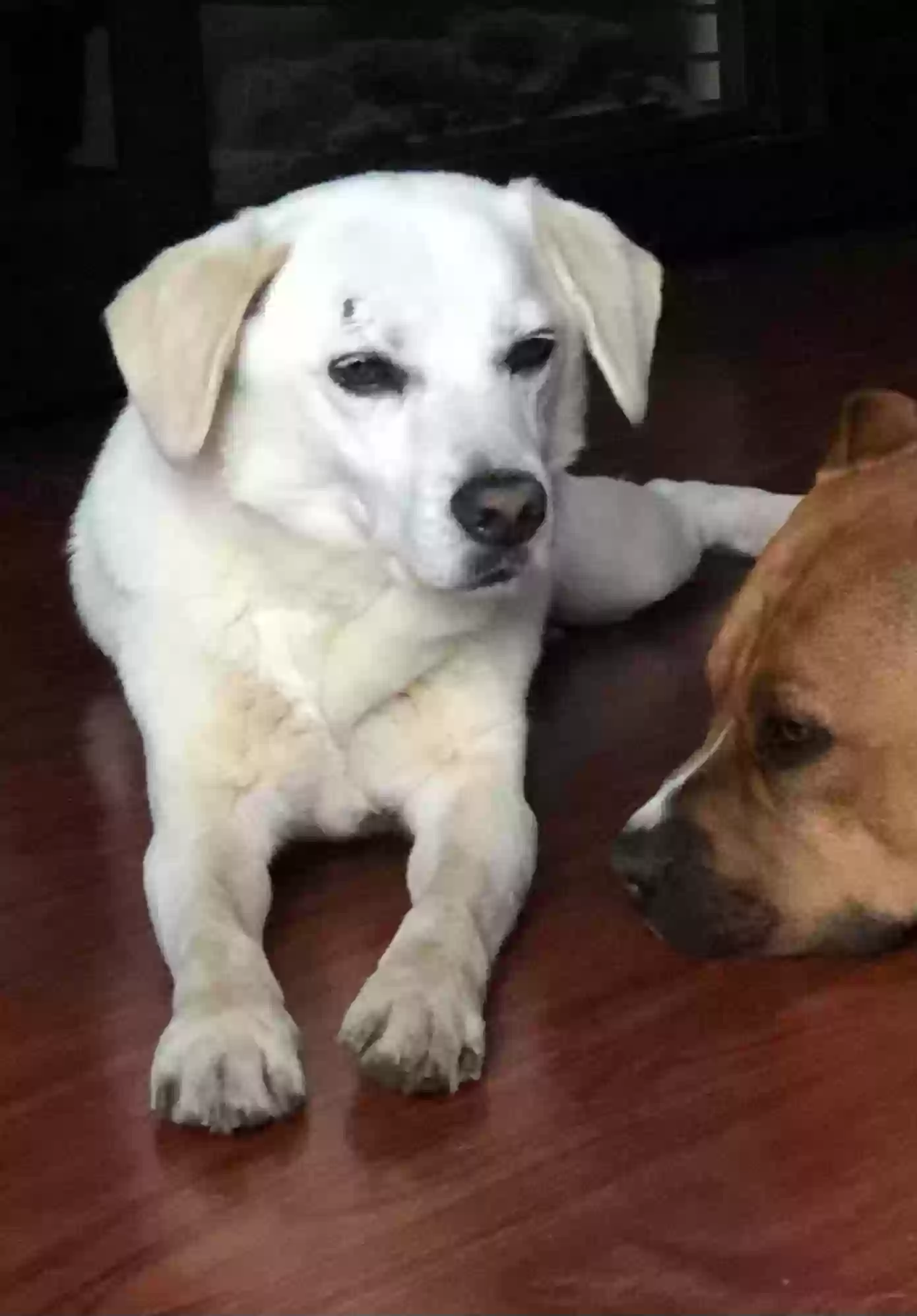 Lost dog in Chicago, IL, 60633