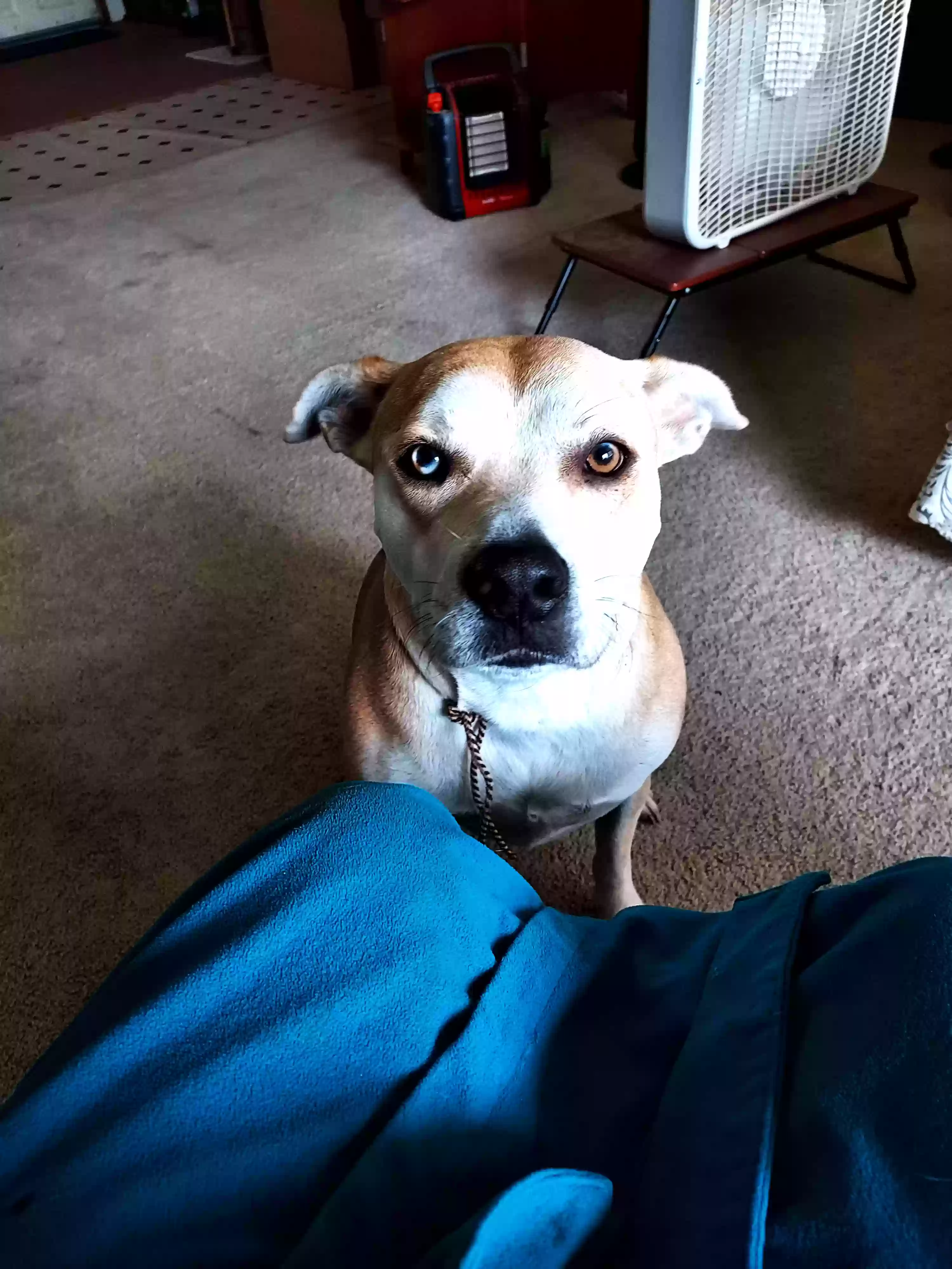 Lost dog in Alvin, TX, 77511