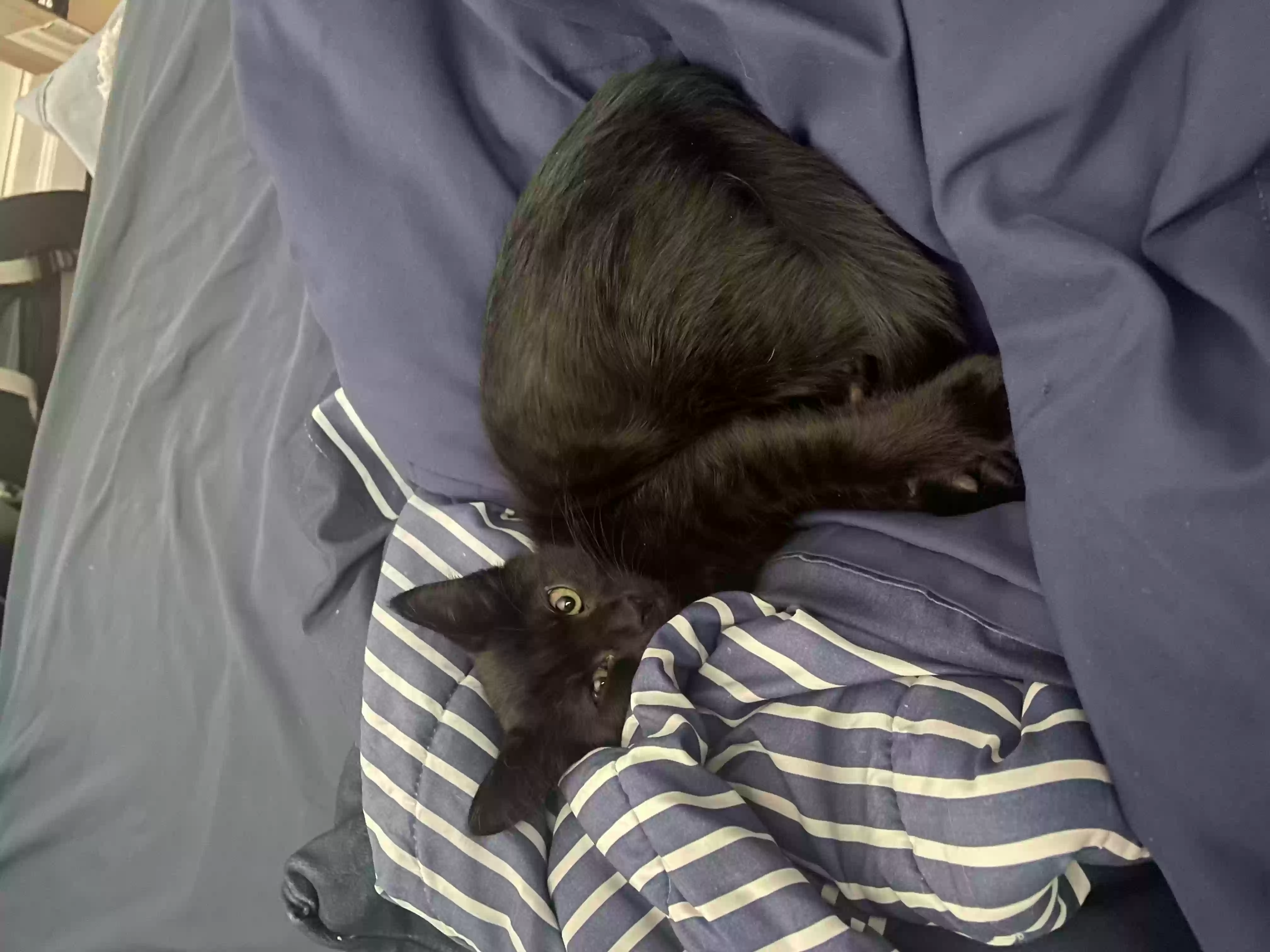 Lost cat in Palm Beach Gardens, FL, 33418