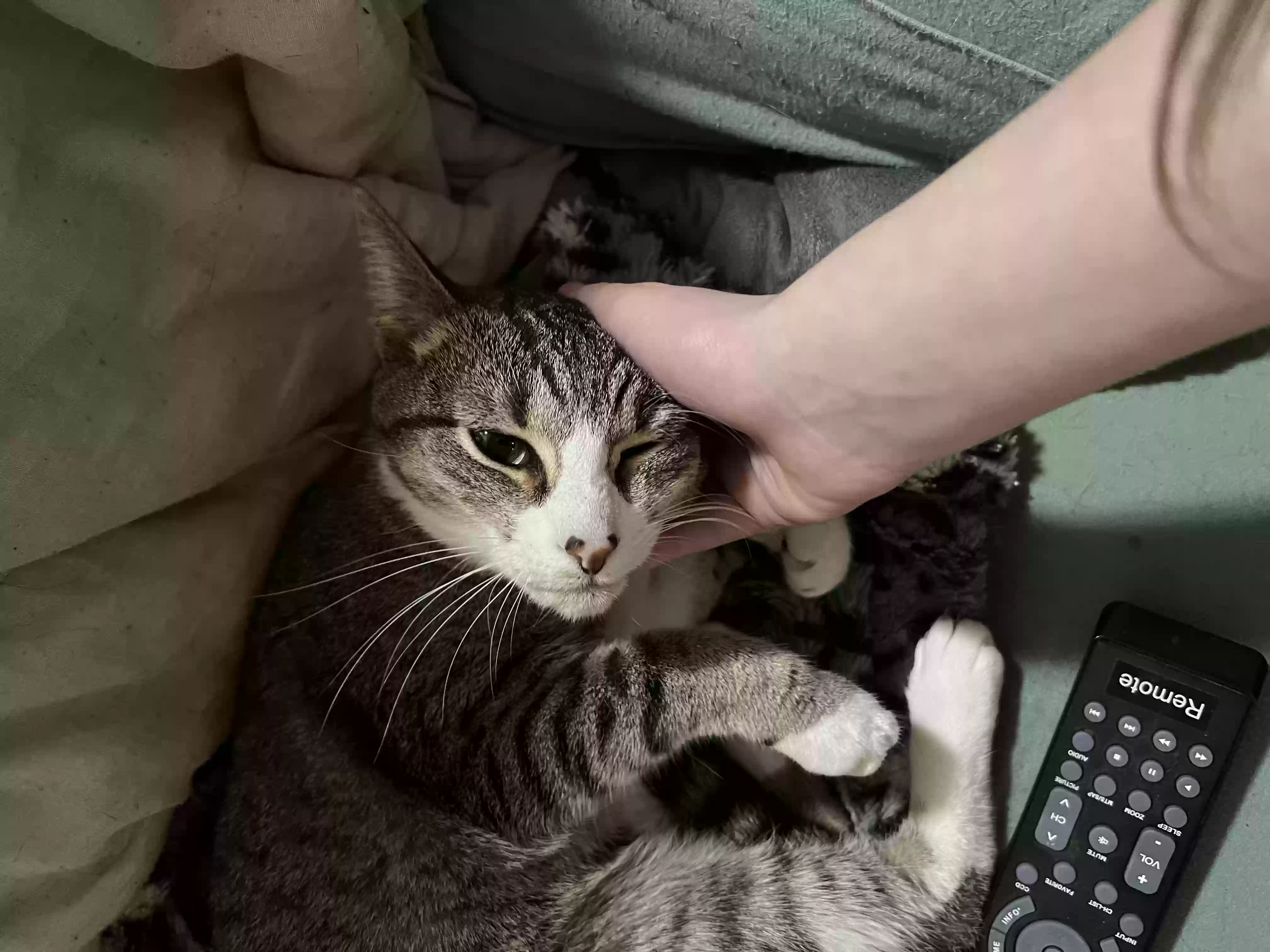 Lost cat in Raleigh, NC, 27615