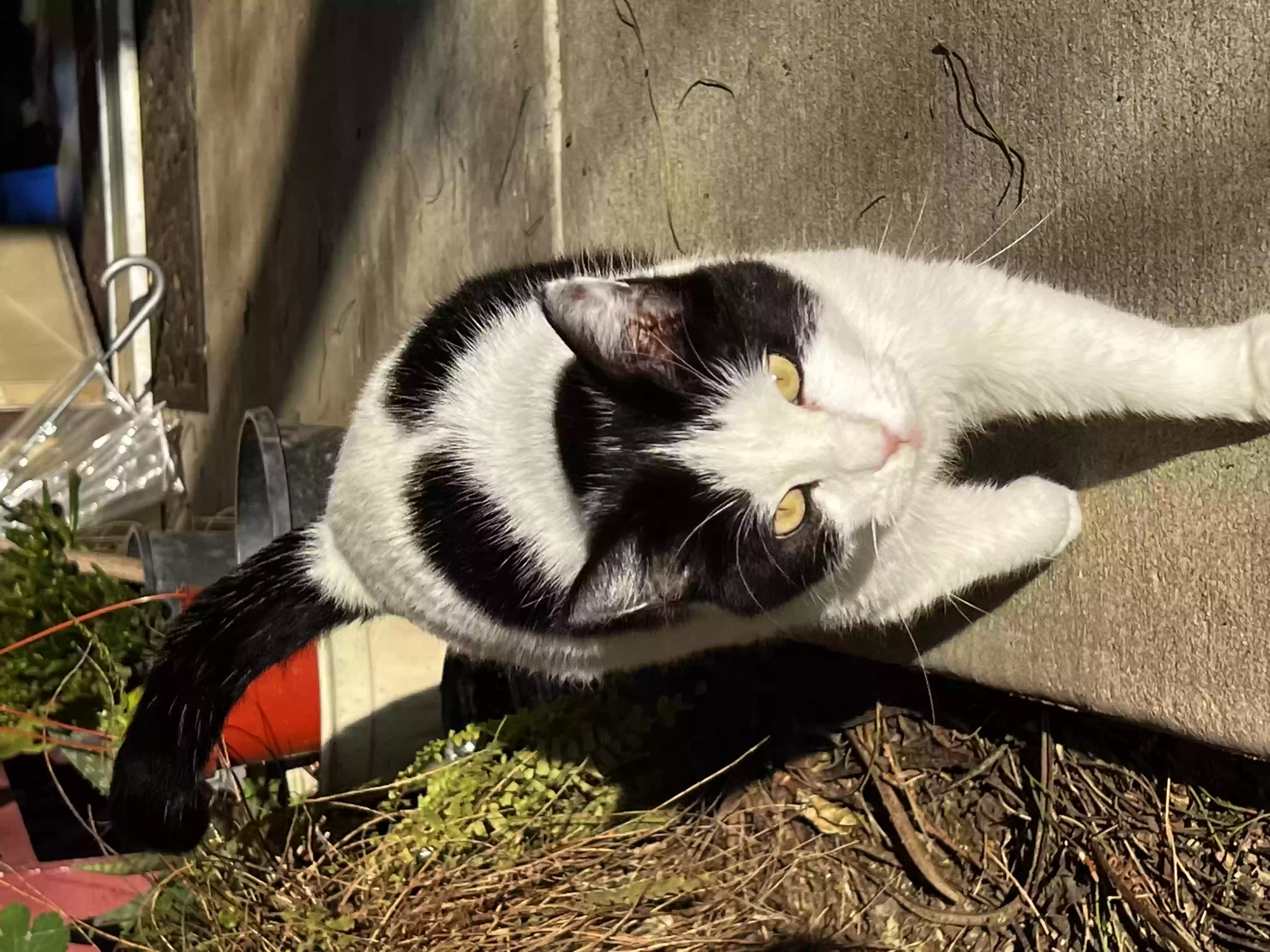 Lost cat in Merced, CA, 95341
