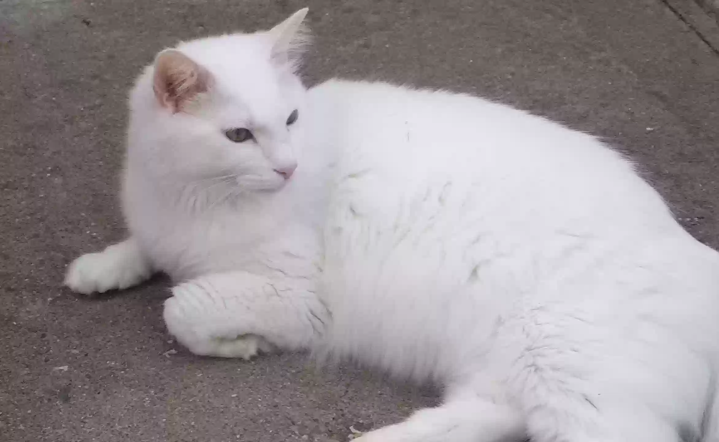 Lost cat in Indianapolis, IN, 46241